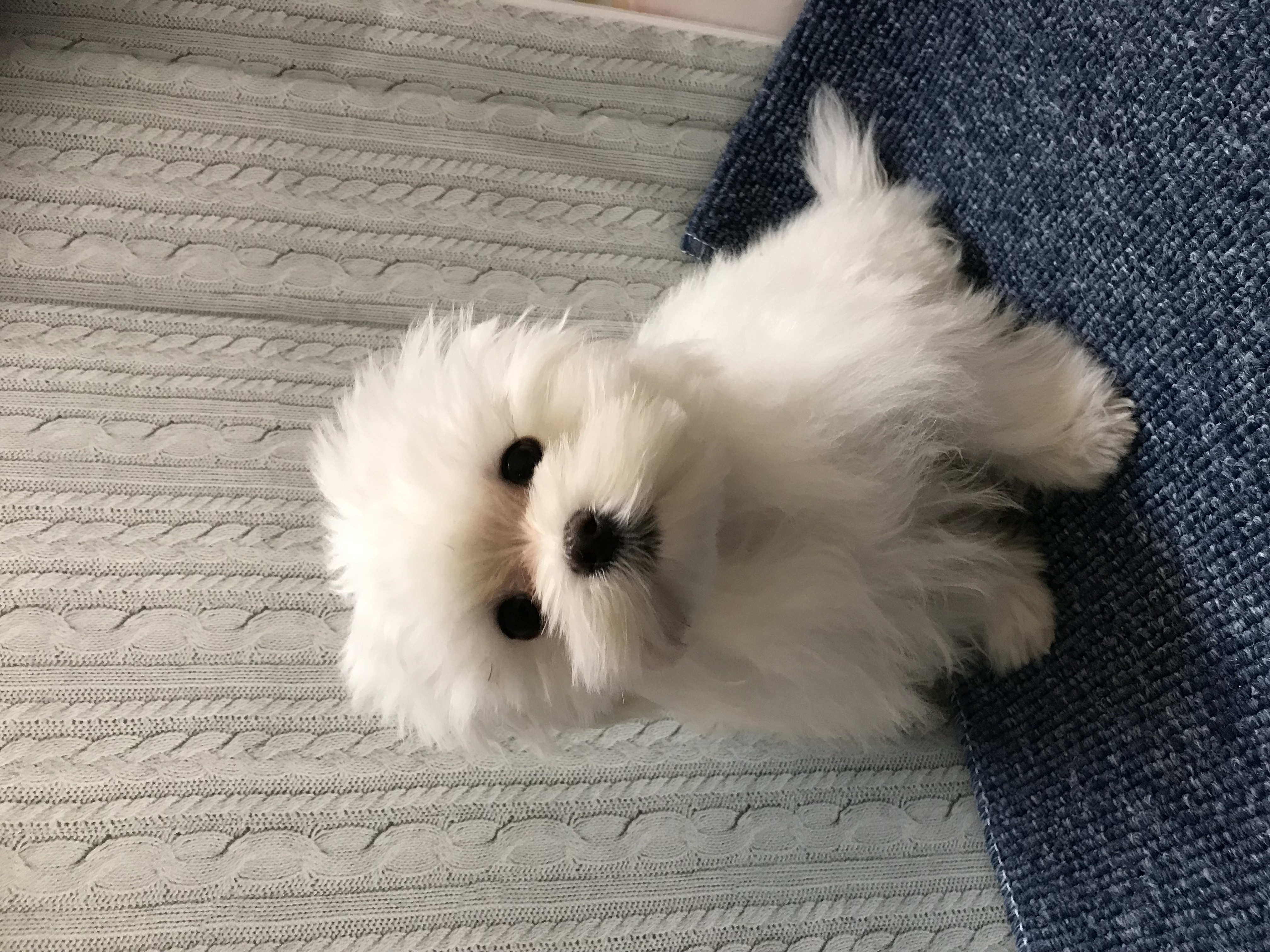 岡山県のマルチーズ (ペッツワンFC津山店/2025年10月24日生まれ/男の子/ホワイト)の子犬