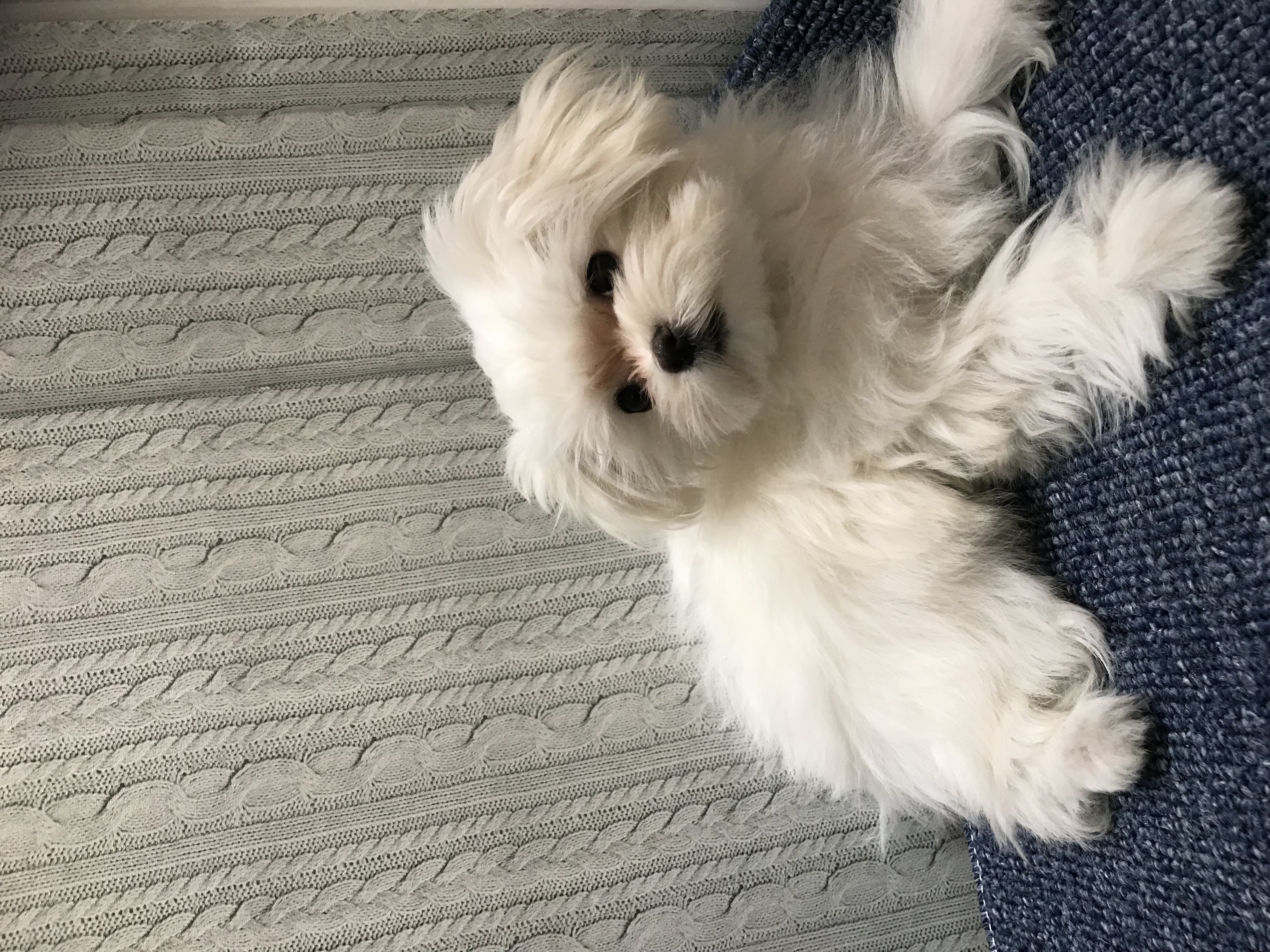 岡山県のマルチーズ (ペッツワンFC津山店/2025年10月24日生まれ/女の子/ホワイト)の子犬