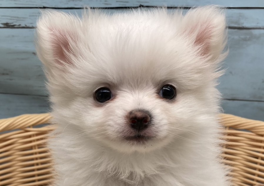 静岡県のハーフ犬・ミックス犬 (ペッツワン藤枝店/2025年12月5日生まれ/女の子/クリーム)の子犬