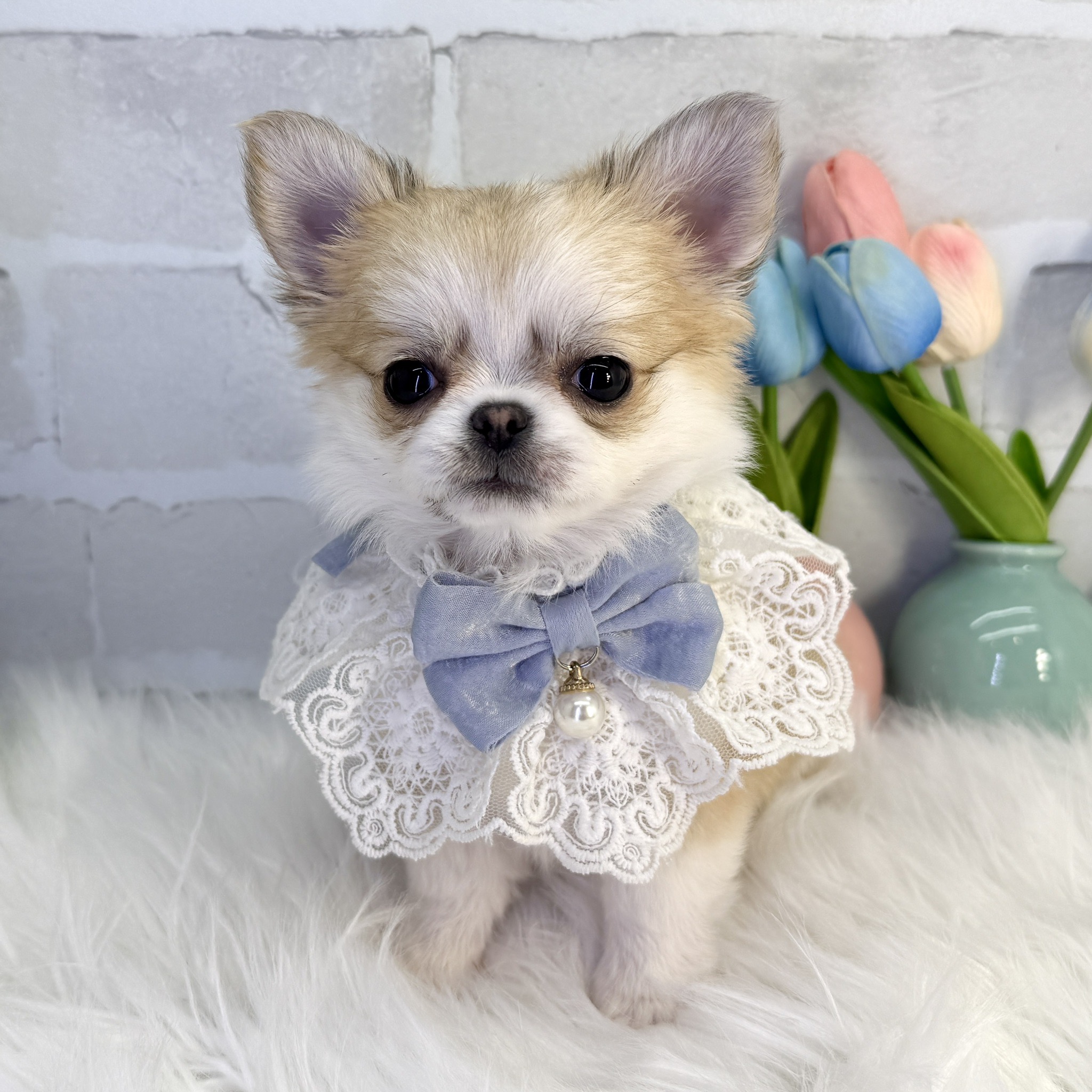 大阪府のチワワ(ロング) (ペッツワン高槻店/2025年12月2日生まれ/男の子/レッドホワイト)の子犬の3枚目の画像