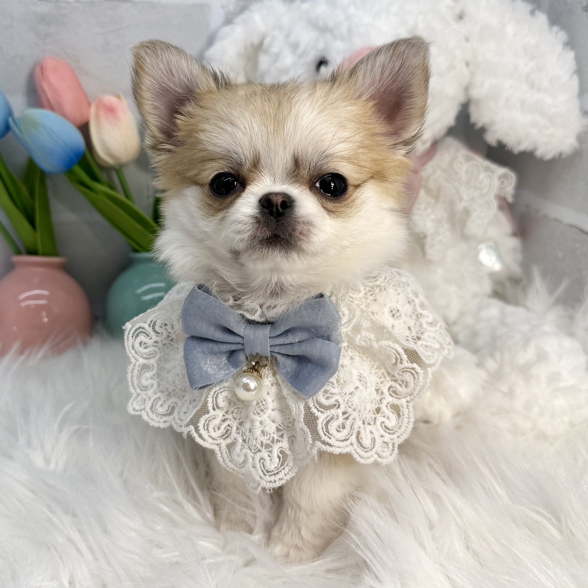 大阪府のチワワ(ロング) (ペッツワン高槻店/2025年12月2日生まれ/男の子/レッドホワイト)の子犬の1枚目の画像