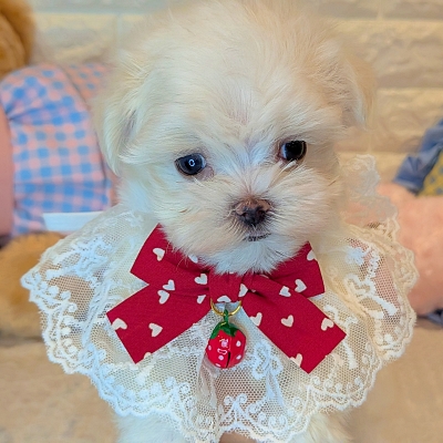 京都府のマルチーズ (ペッツワン亀岡店/2025年12月18日生まれ/女の子/ホワイト)の子犬の1枚目の画像