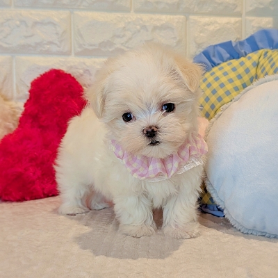 京都府のマルチーズ (ペッツワン亀岡店/2025年12月18日生まれ/女の子/ホワイト)の子犬の2枚目の画像