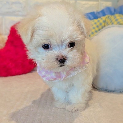 京都府のマルチーズ (ペッツワン亀岡店/2025年12月18日生まれ/女の子/ホワイト)の子犬の3枚目の画像