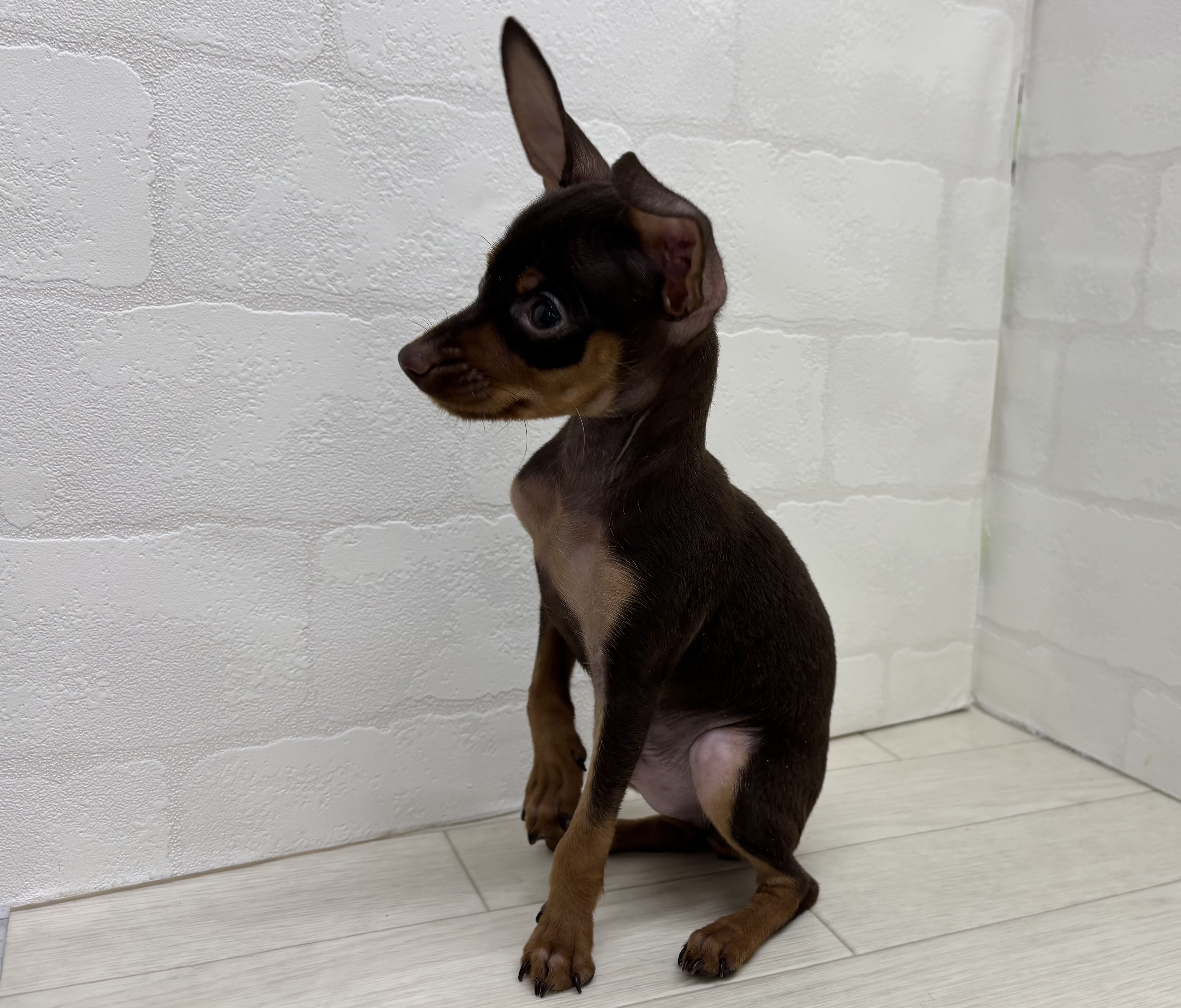 埼玉県のミニチュアピンシャー (ペッツワン大利根店/2025年12月22日生まれ/男の子/チョコレートタン)の子犬の2枚目の画像