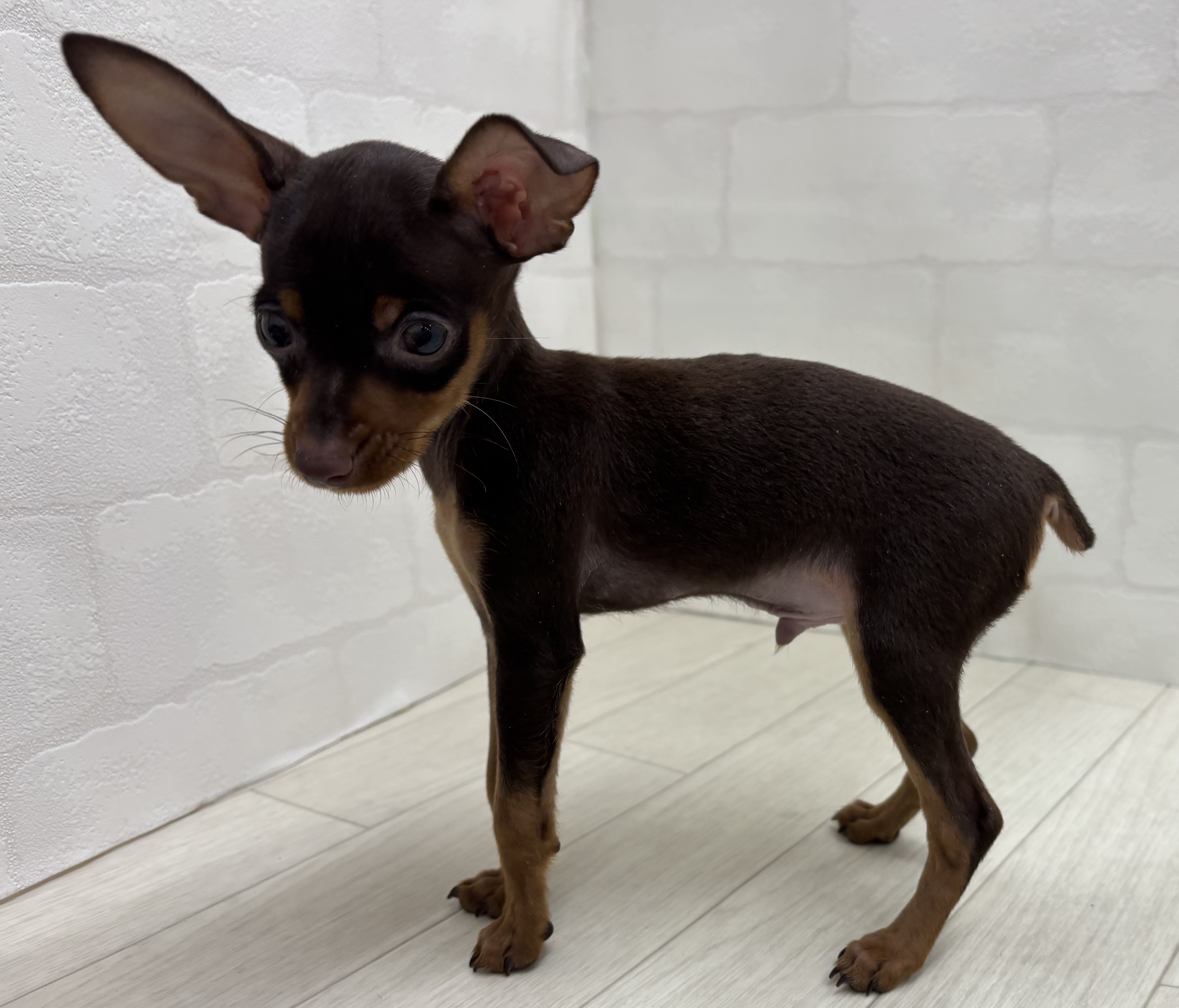 埼玉県のミニチュアピンシャー (ペッツワン大利根店/2025年12月22日生まれ/男の子/チョコレートタン)の子犬の3枚目の画像