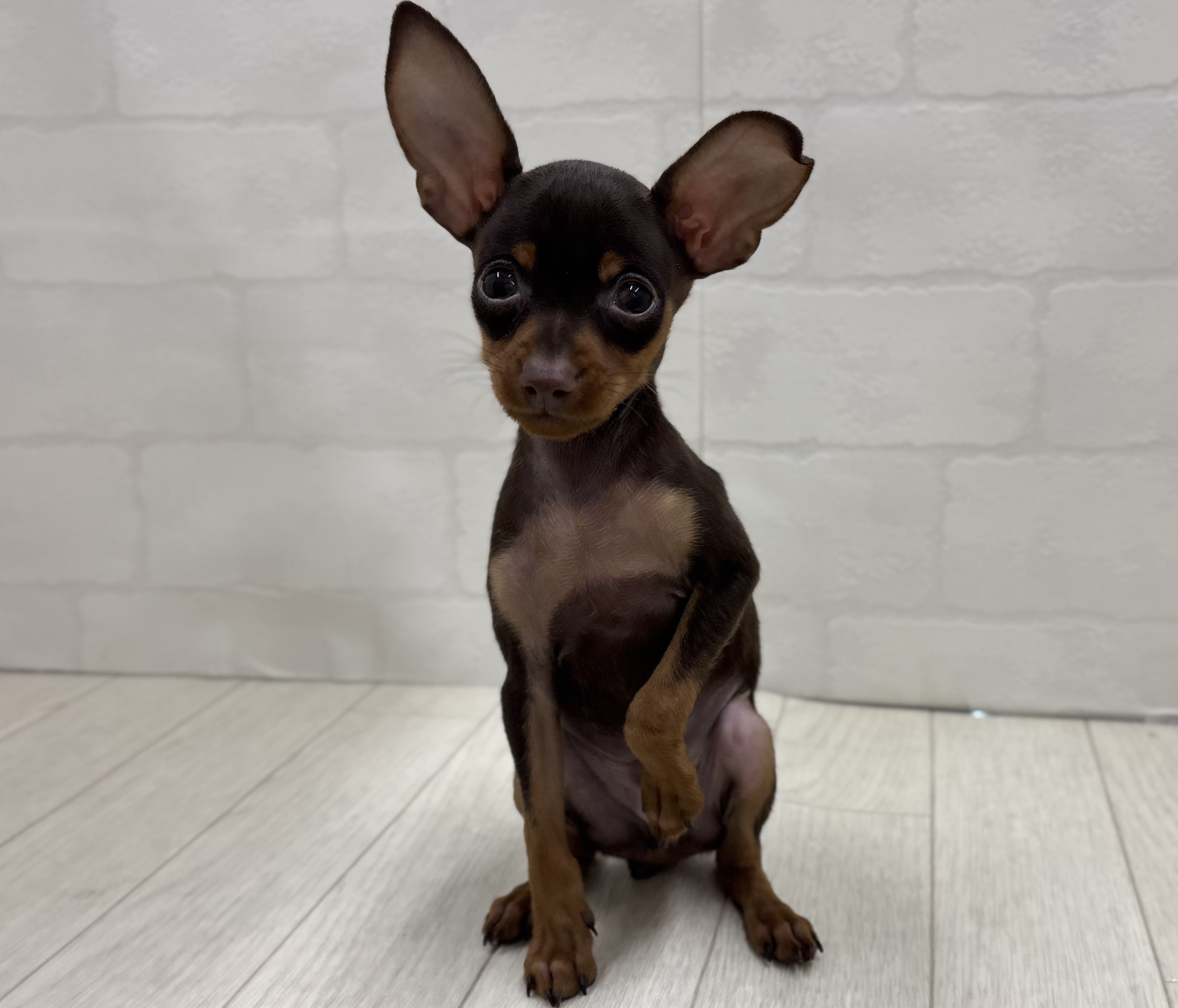 埼玉県のミニチュアピンシャー (ペッツワン大利根店/2025年12月22日生まれ/男の子/チョコレートタン)の子犬の1枚目の画像