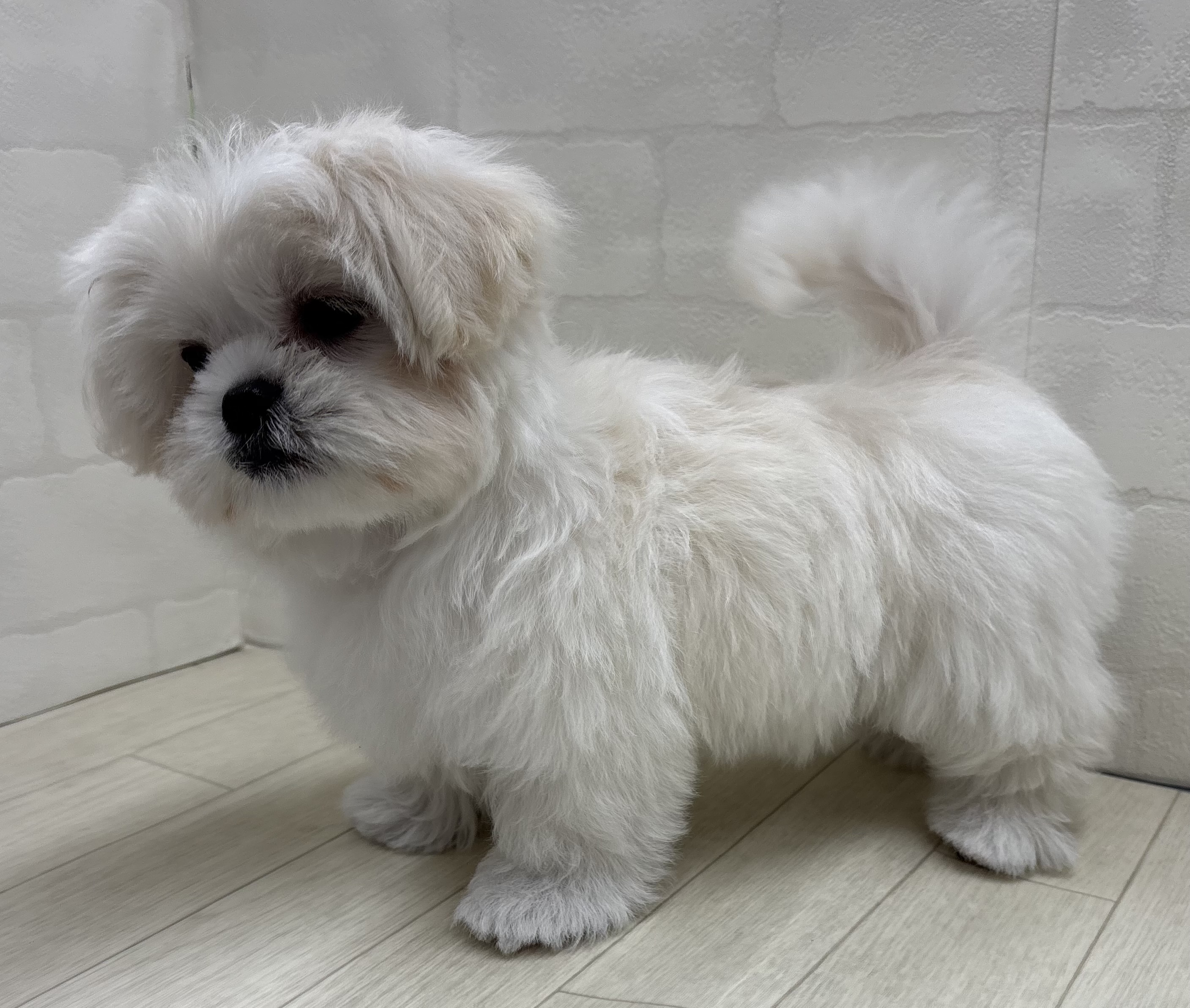 埼玉県のハーフ犬・ミックス犬 (ペッツワン大利根店/2025年11月18日生まれ/男の子/ホワイト)の子犬の3枚目の画像