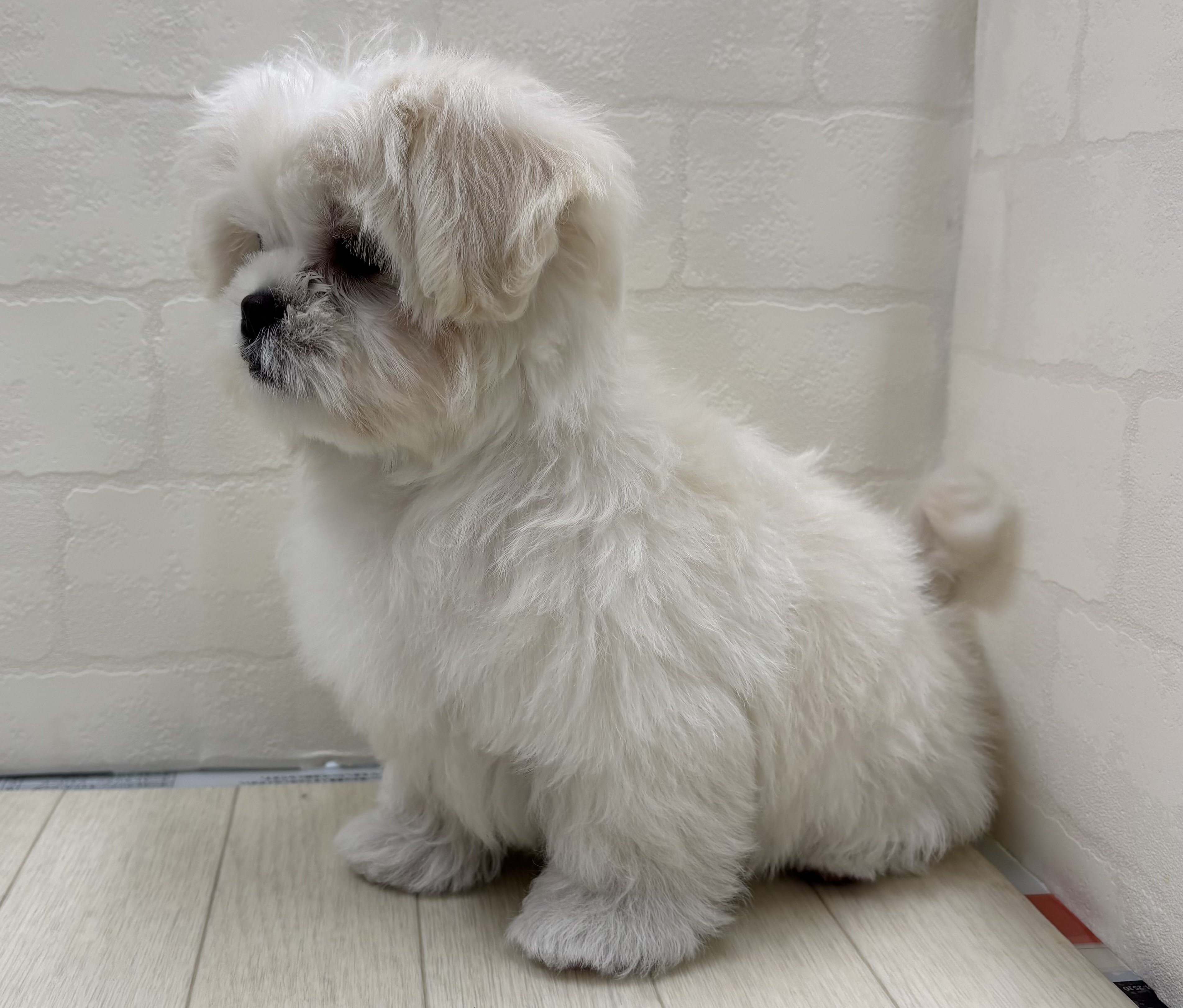 埼玉県のハーフ犬・ミックス犬 (ペッツワン大利根店/2025年11月18日生まれ/男の子/ホワイト)の子犬の2枚目の画像