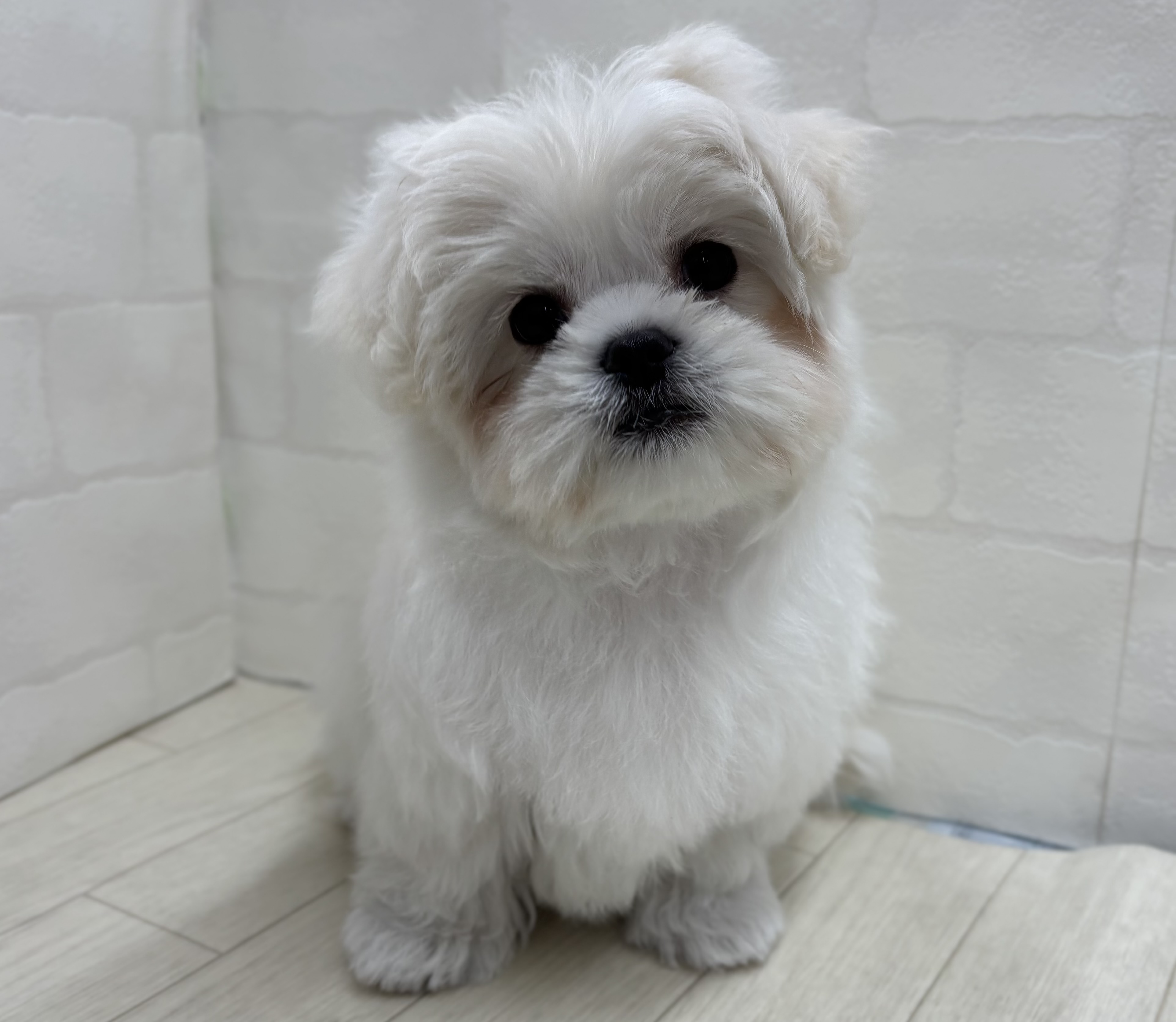 埼玉県のハーフ犬・ミックス犬 (ペッツワン大利根店/2025年11月18日生まれ/男の子/ホワイト)の子犬の1枚目の画像