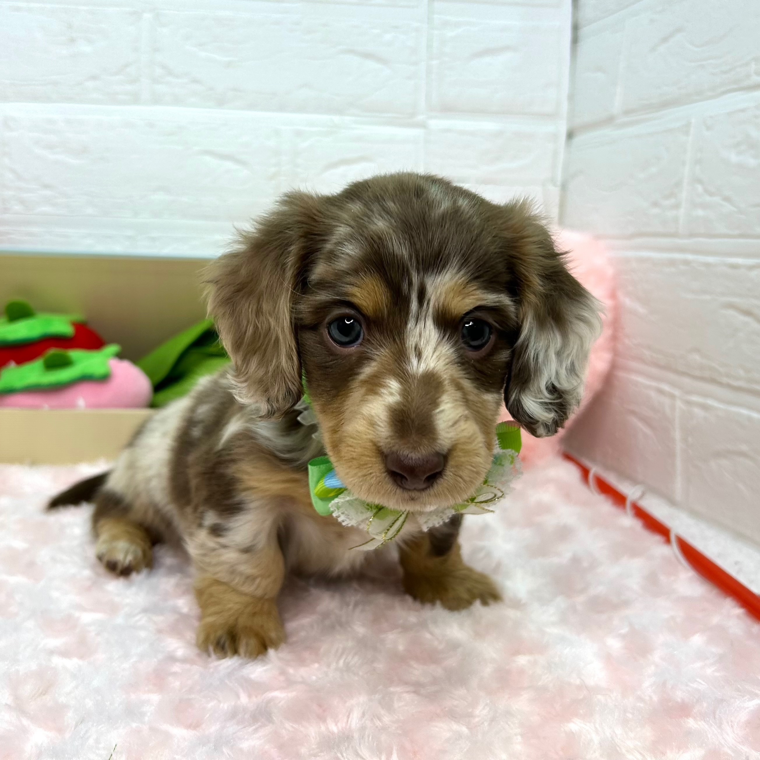 大阪府のミニチュアダックスフンド(ロング) (ペッツワン東大阪店/2025年12月22日生まれ/男の子/ブラウンダップル)の子犬