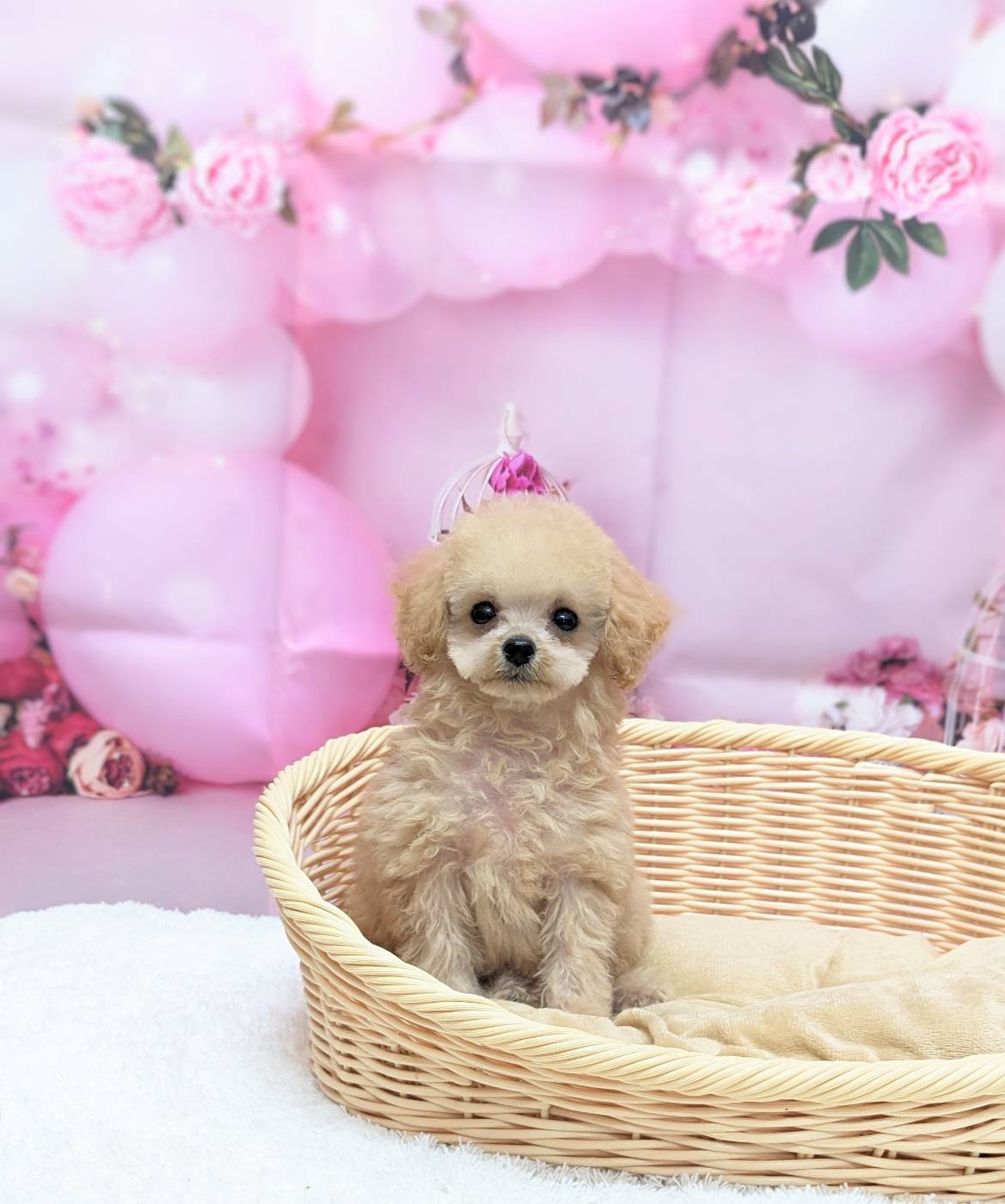 岡山県のトイプードル(トイ) (ペッツワンFC津山店/2025年11月26日生まれ/男の子/オレンジフォーン)の子犬