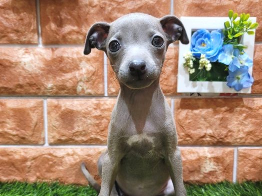 栃木県のイタリアングレーハウンド (ペッツワン今市店/2025年12月20日生まれ/女の子/ブルーホワイト)の子犬