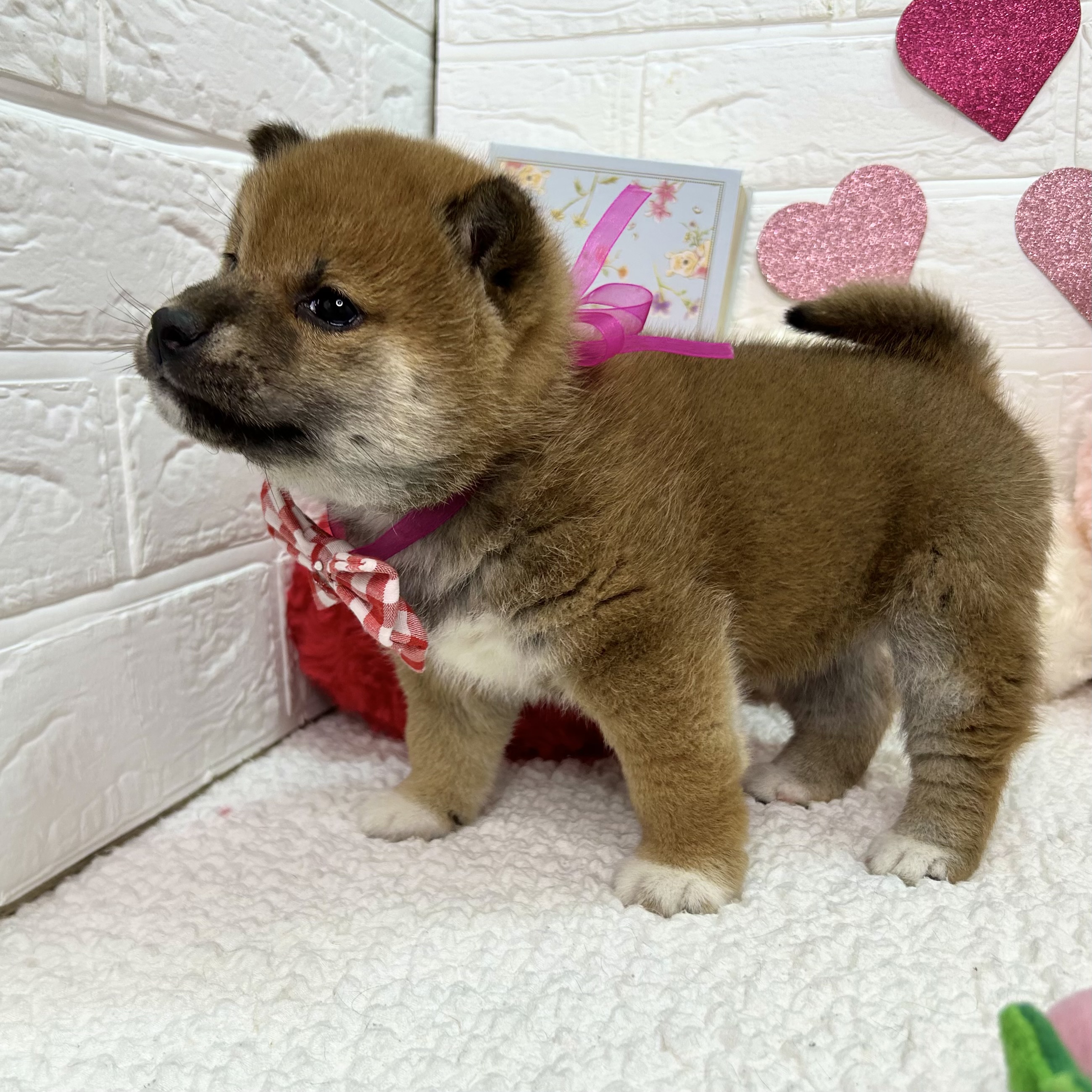 大阪府の柴犬(標準サイズ) (ペッツワン東大阪店/2025年12月11日生まれ/女の子/赤)の子犬の3枚目の画像