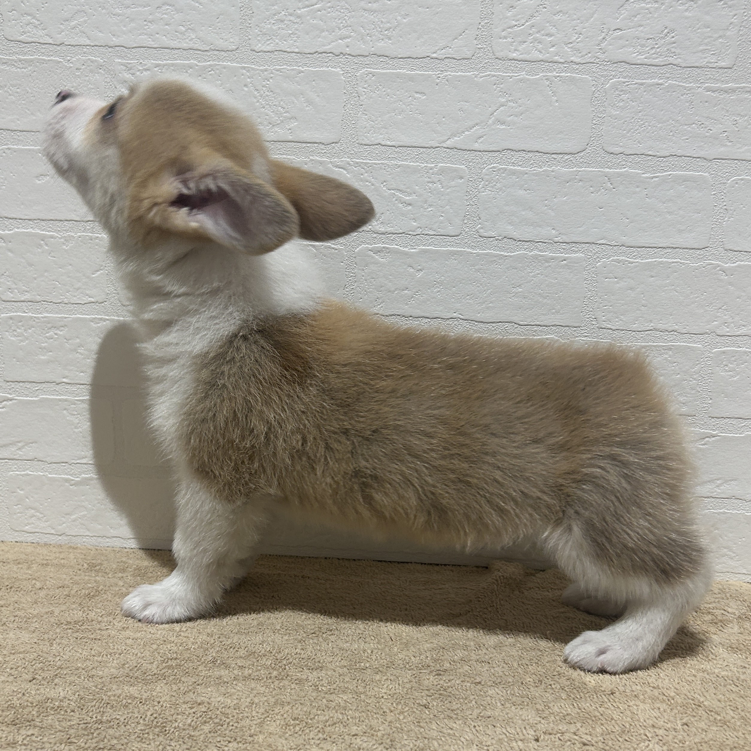 愛知県のウェルシュコーギーペンブローク (ペッツワン常滑店/2025年12月12日生まれ/男の子/レッドホワイト)の子犬の2枚目の画像