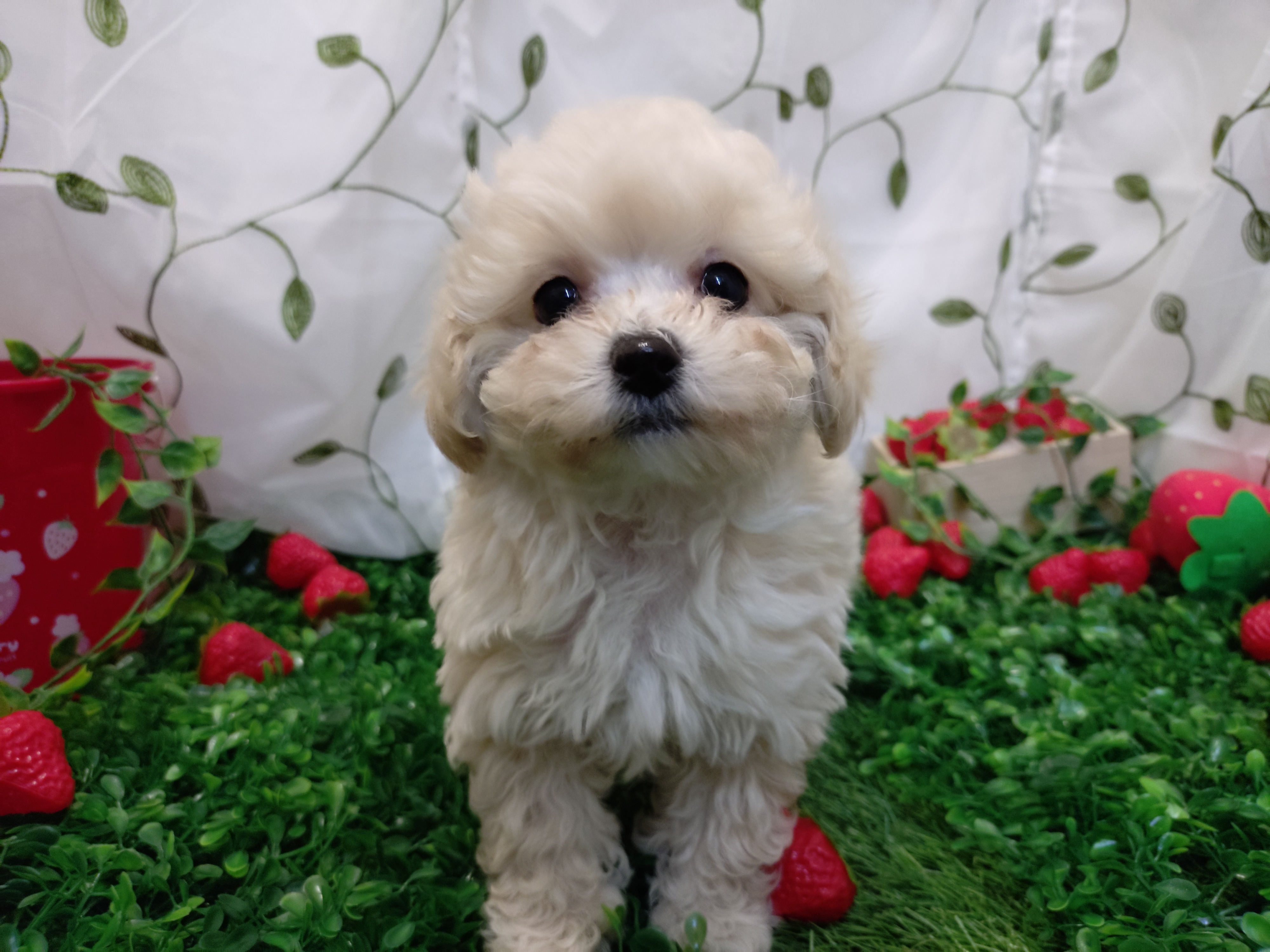 岐阜県のハーフ犬・ミックス犬 (ペッツワン関店/2025年12月25日生まれ/女の子/クリーム)の子犬