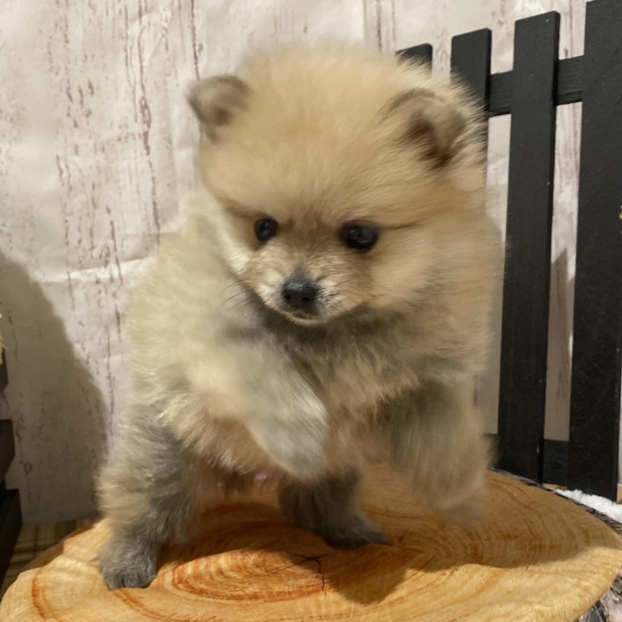 埼玉県のポメラニアン (ペッツワン羽生店/2025年12月11日生まれ/男の子/オレンジ)の子犬