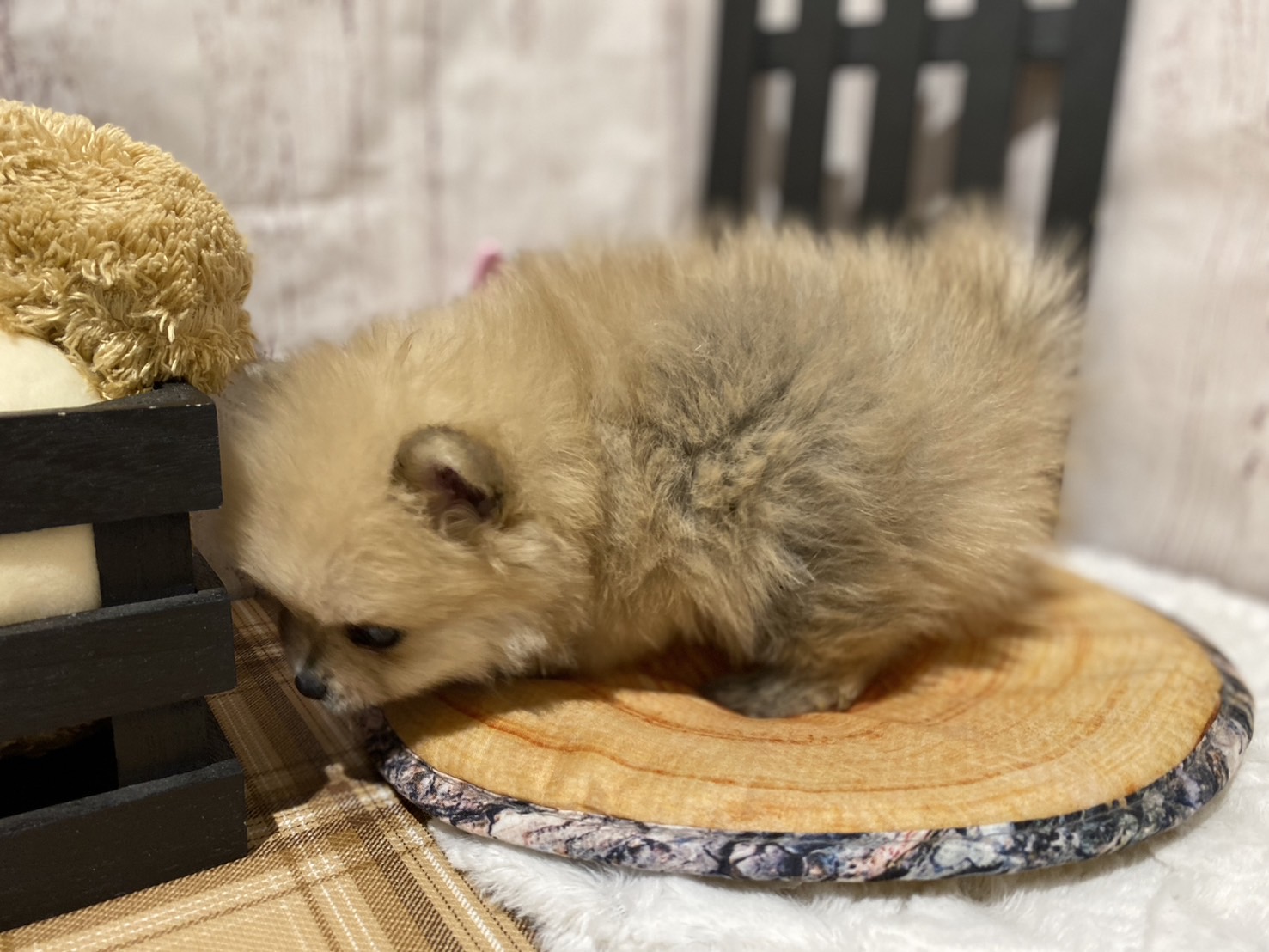 埼玉県のポメラニアン (ペッツワン羽生店/2025年12月11日生まれ/男の子/オレンジ)の子犬の2枚目の画像