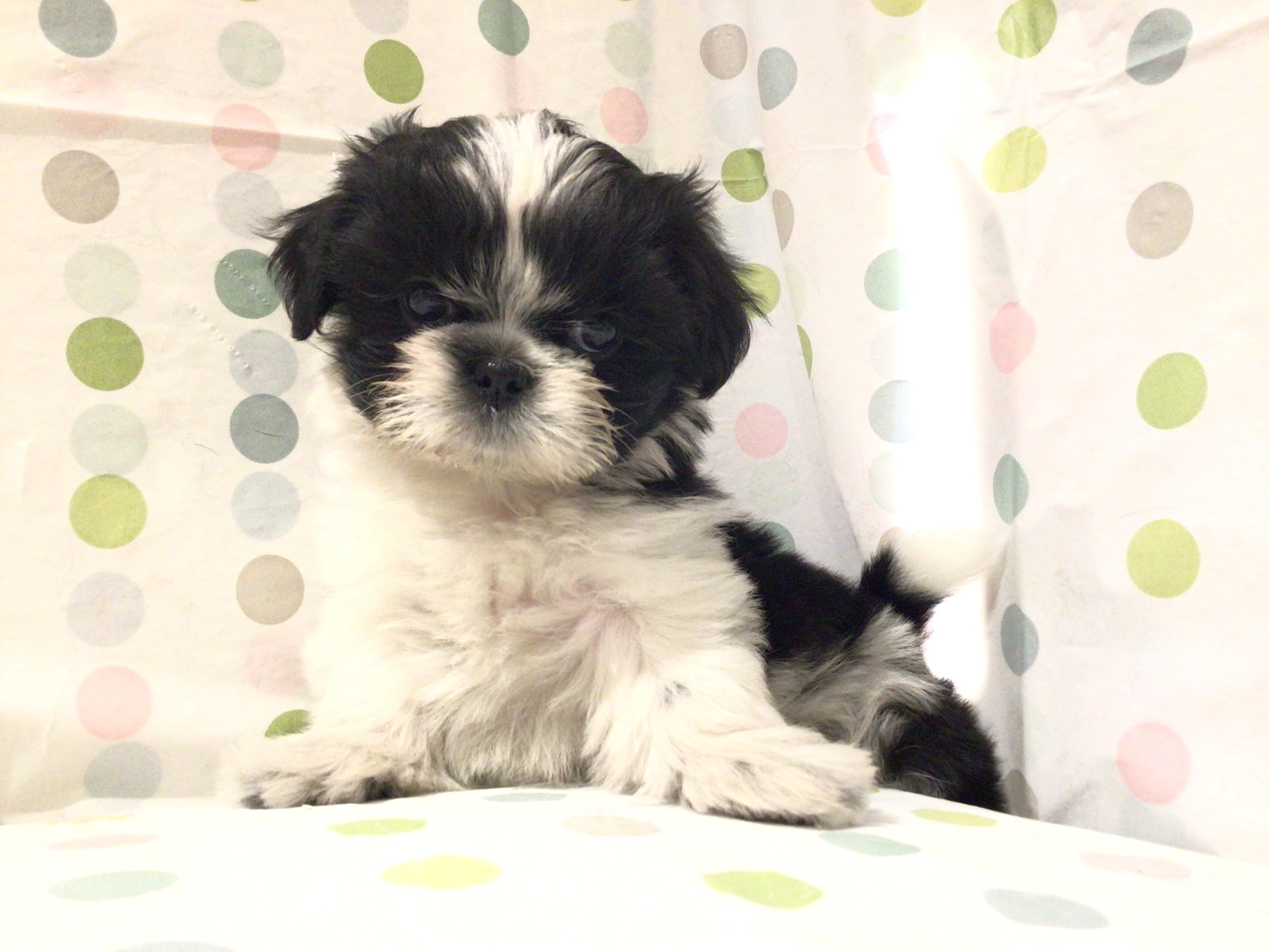 茨城県のシーズー (ペッツワン高萩店/2025年12月15日生まれ/女の子/ブラックホワイト)の子犬