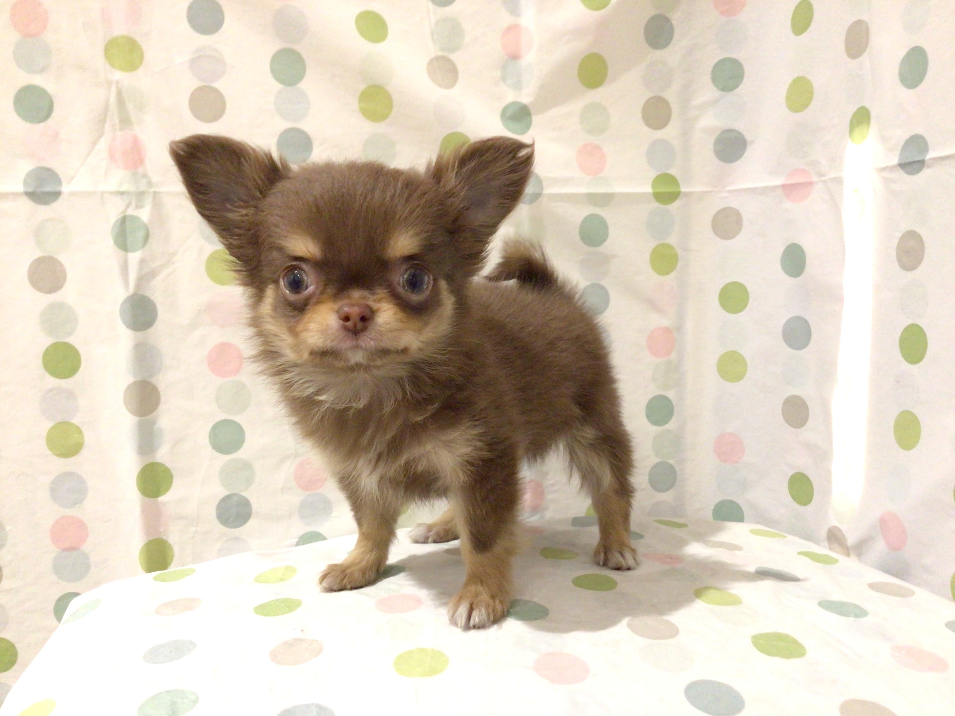 茨城県のチワワ(ロング) (ペッツワン高萩店/2025年12月9日生まれ/女の子/チョコレートタンホワイト)の子犬