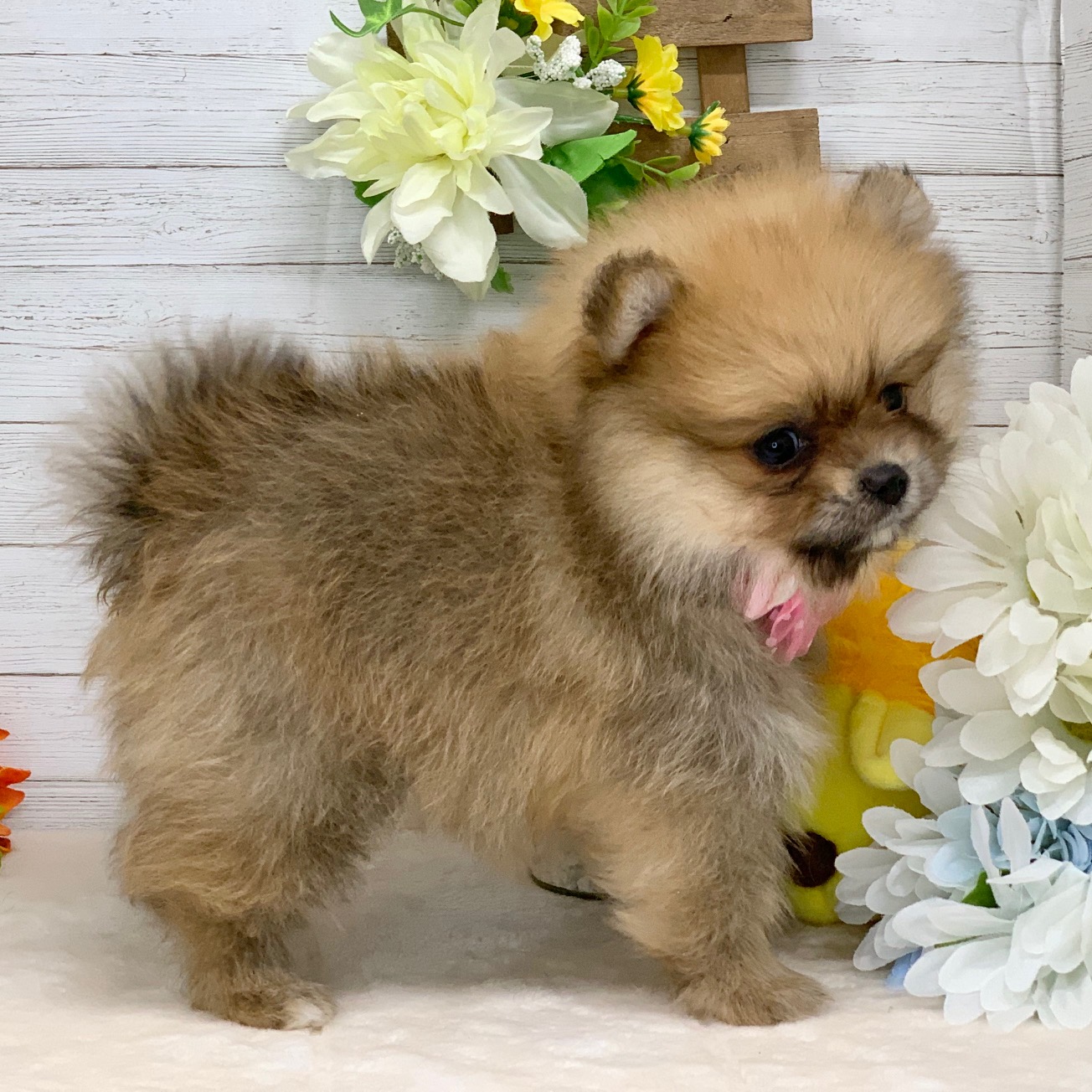 兵庫県のポメラニアン (ペッツワン神戸ひよどり台店/2025年12月23日生まれ/女の子/オレンジ)の子犬の3枚目の画像