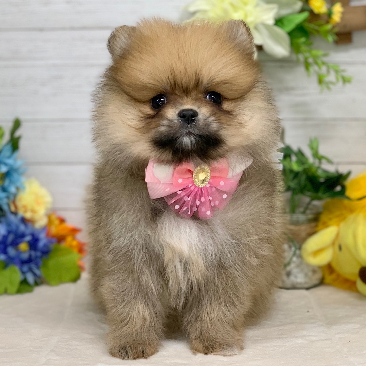 兵庫県のポメラニアン (ペッツワン神戸ひよどり台店/2025年12月23日生まれ/女の子/オレンジ)の子犬の1枚目の画像