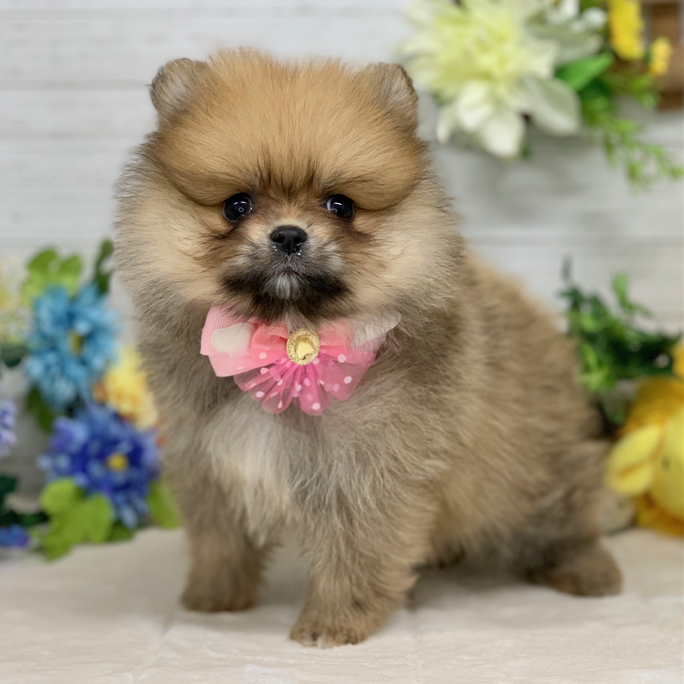 兵庫県のポメラニアン (ペッツワン神戸ひよどり台店/2025年12月23日生まれ/女の子/オレンジ)の子犬の2枚目の画像