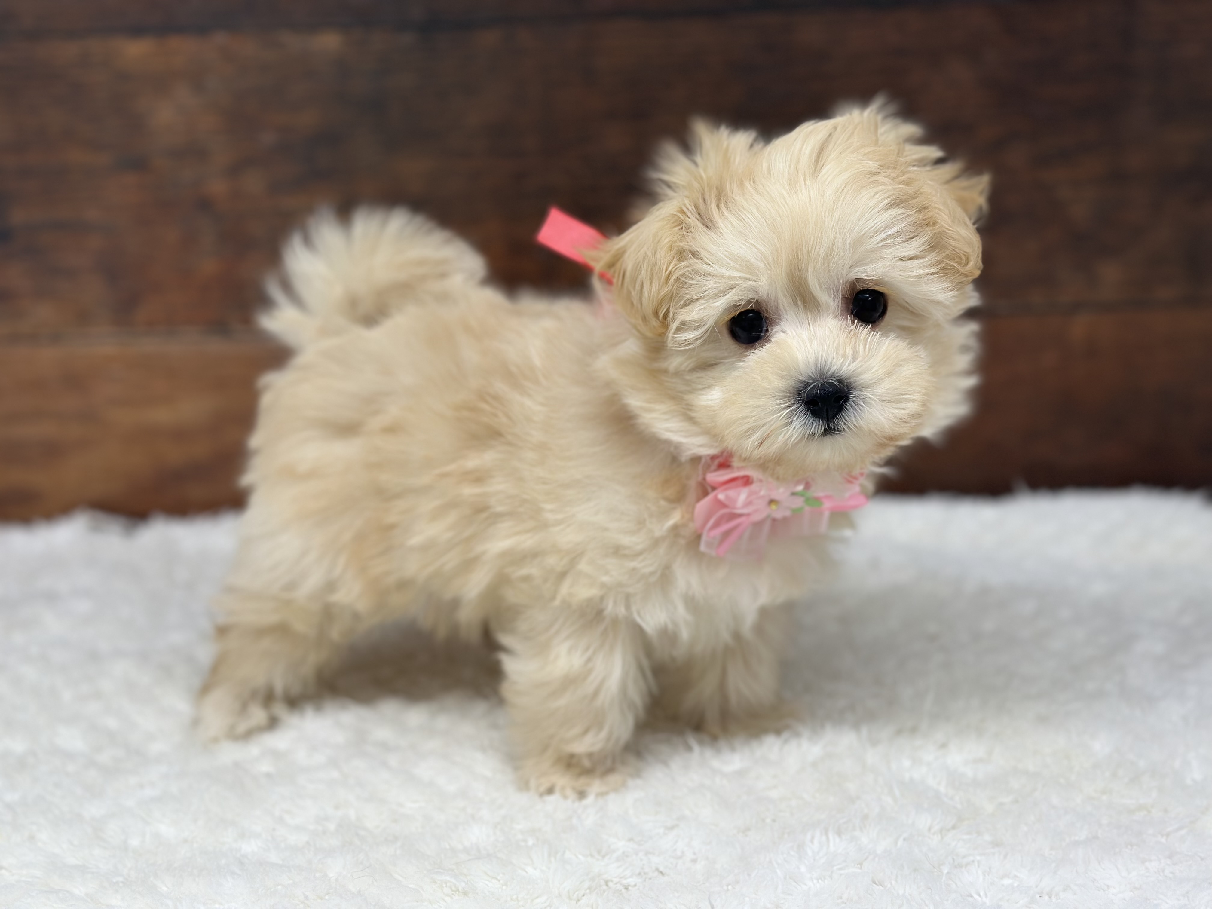 愛知県のハーフ犬・ミックス犬 (ペッツワン名古屋大高インター店/2025年12月10日生まれ/女の子/クリーム)の子犬の3枚目の画像