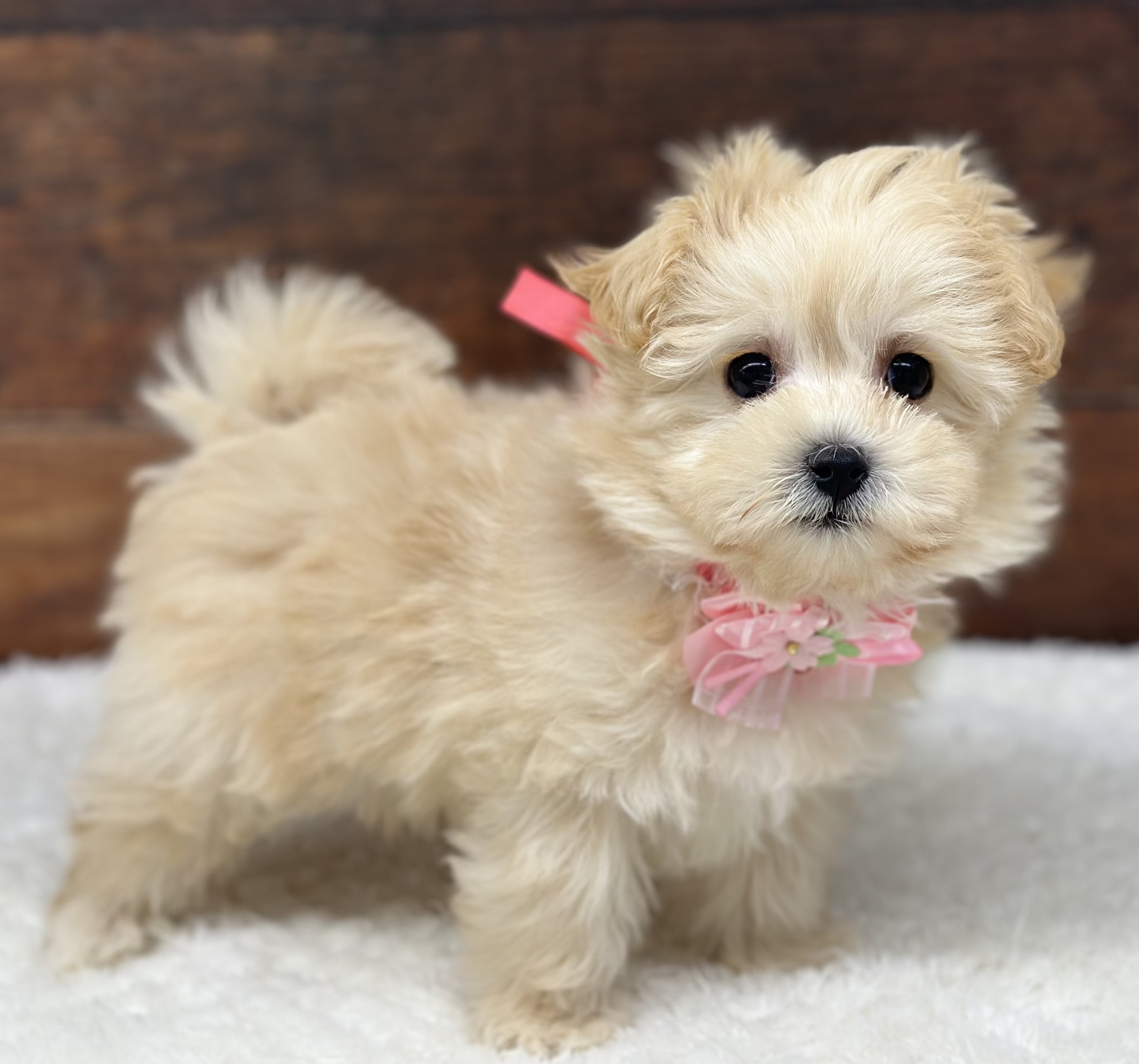 愛知県のハーフ犬・ミックス犬 (ペッツワン名古屋大高インター店/2025年12月10日生まれ/女の子/クリーム)の子犬