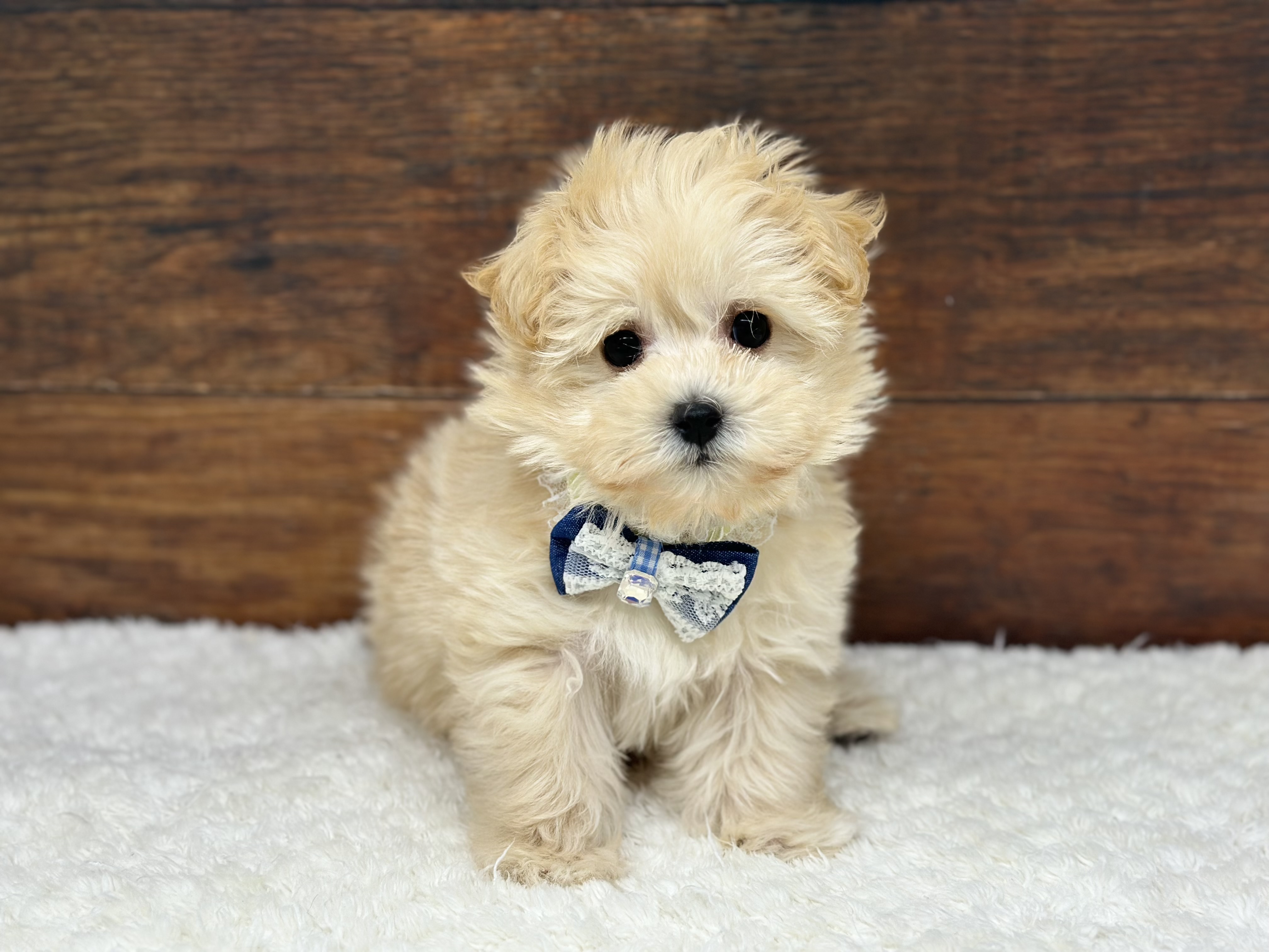 愛知県のハーフ犬・ミックス犬 (ペッツワン名古屋大高インター店/2025年12月10日生まれ/女の子/クリーム)の子犬の2枚目の画像