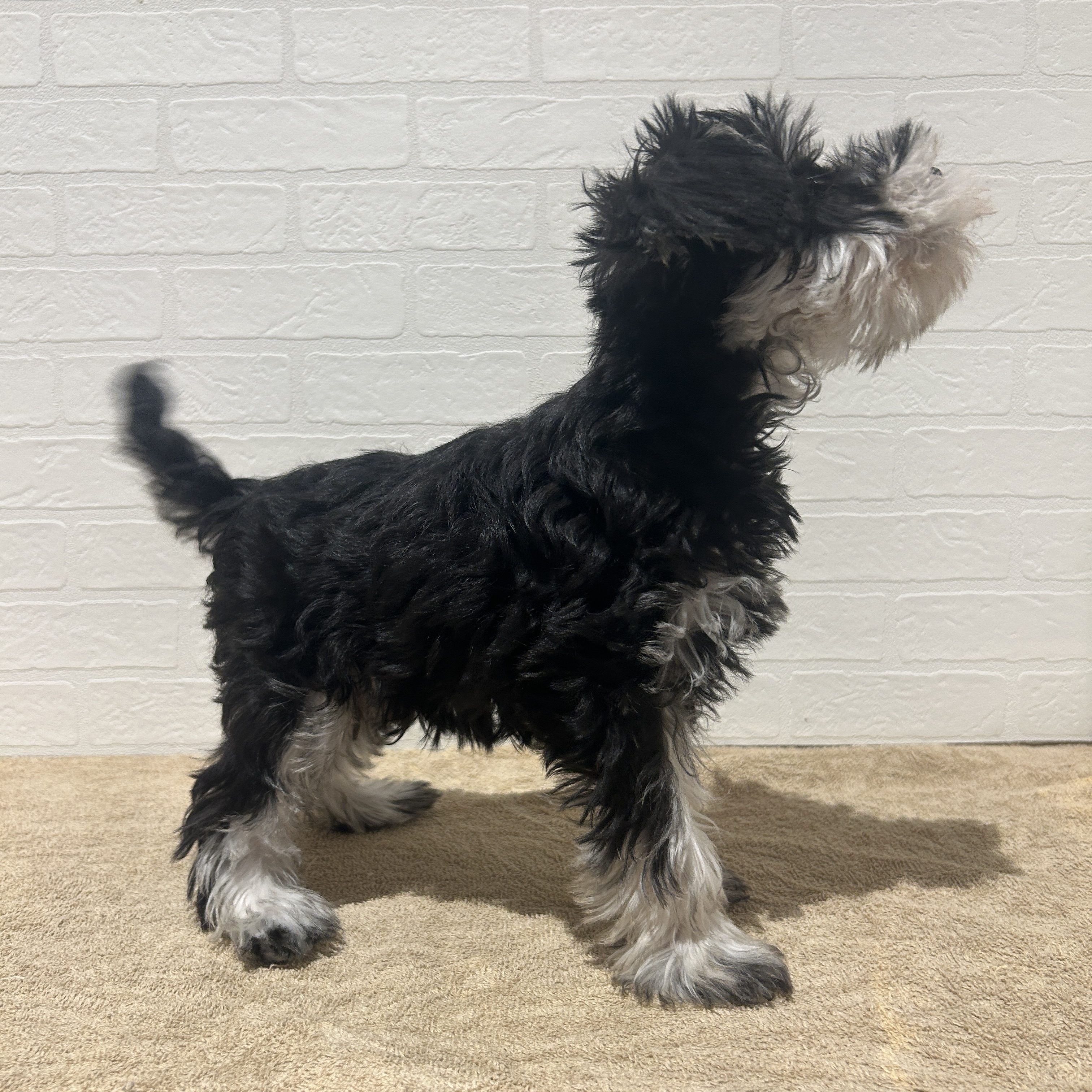 愛知県のミニチュアシュナウザー (ペッツワン常滑店/2025年12月7日生まれ/男の子/ブラックシルバー)の子犬の2枚目の画像