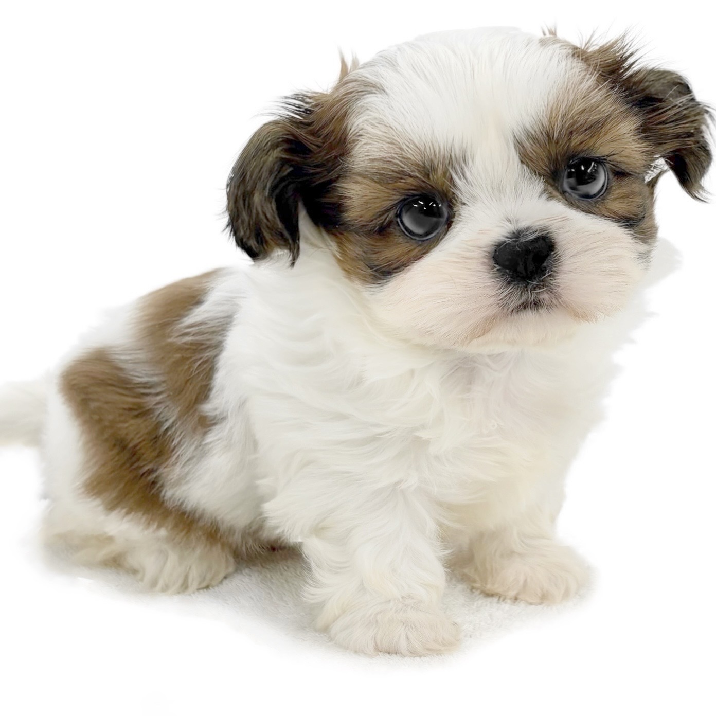 神奈川県のシーズー (ペッツワン城山店/2025年12月27日生まれ/女の子/ゴールドホワイト)の子犬