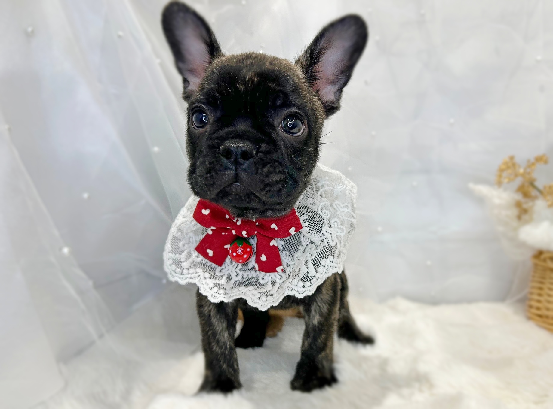 滋賀県のフレンチブルドッグ (ペッツワン堅田店/2025年12月24日生まれ/男の子/ブリンドル)の子犬の3枚目の画像