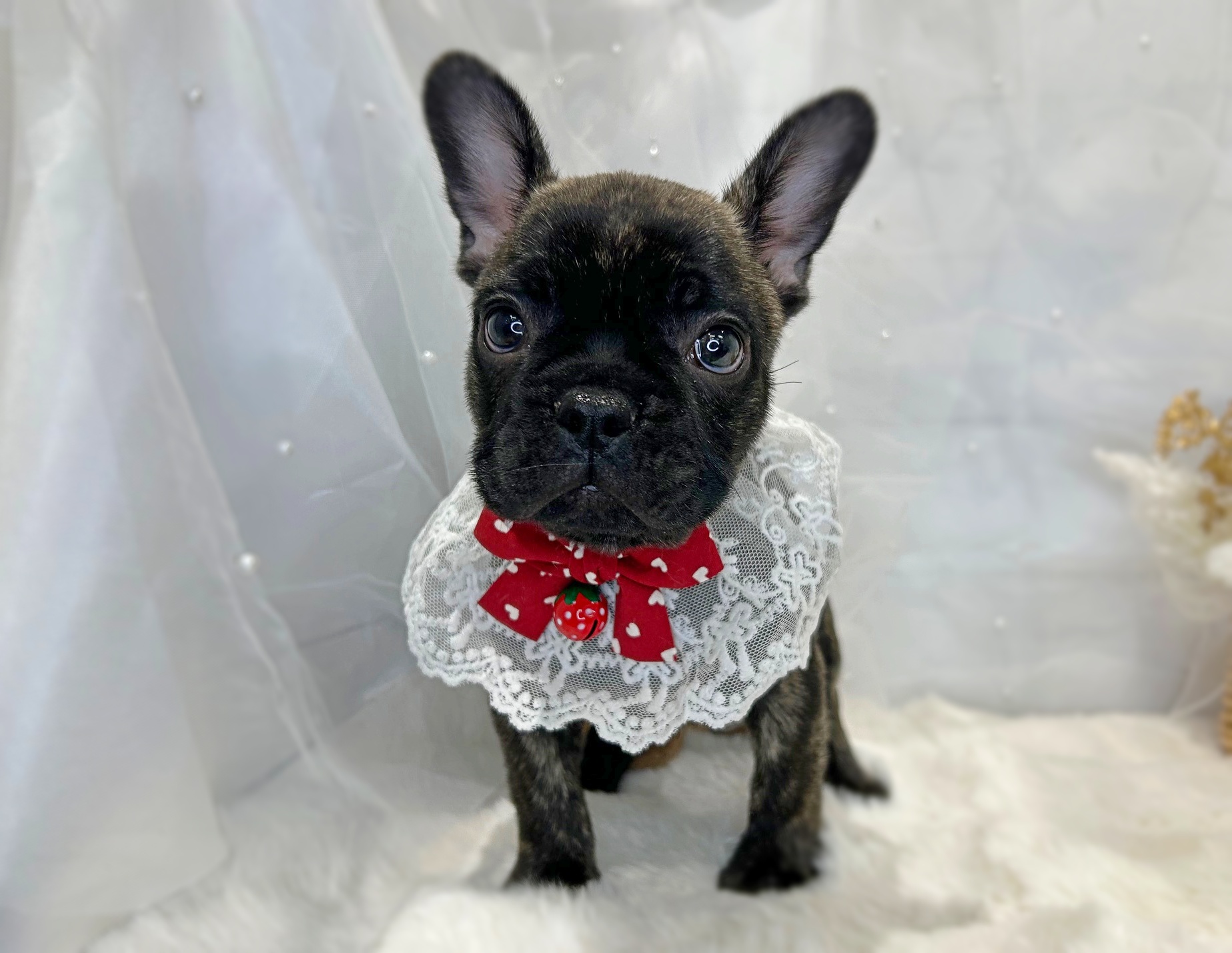 滋賀県のフレンチブルドッグ (ペッツワン堅田店/2025年12月24日生まれ/男の子/ブリンドル)の子犬の1枚目の画像