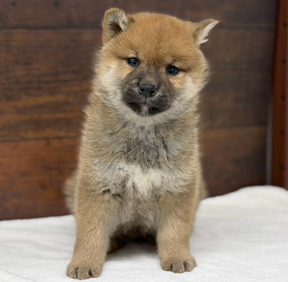 愛知県の柴犬(標準サイズ) (ペッツワン名古屋大高インター店/2025年12月8日生まれ/女の子/赤)の子犬