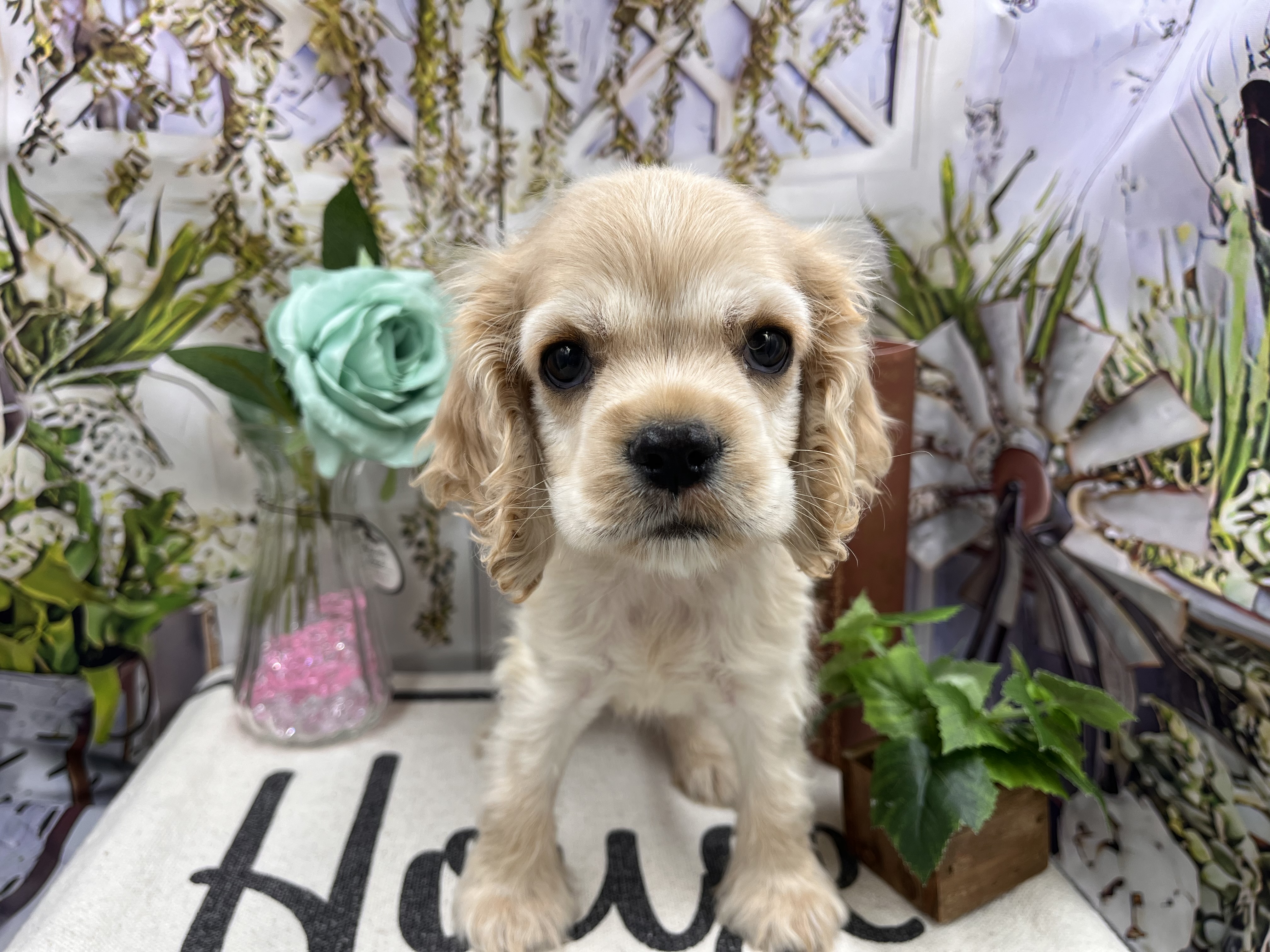 群馬県のアメリカンコッカースパニエル (ペッツワン前橋小島田店/2025年12月10日生まれ/男の子/クリーム)の子犬