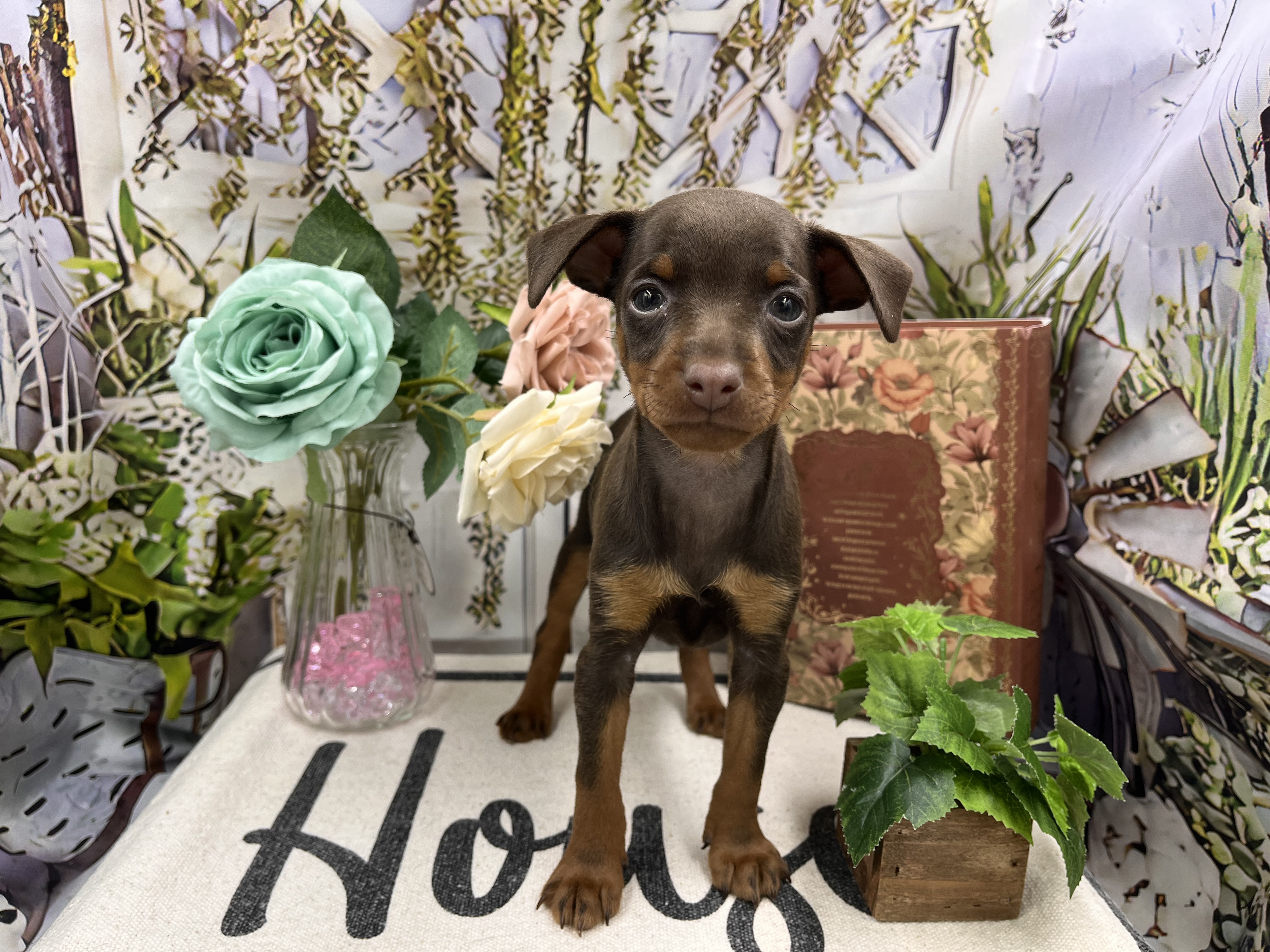 群馬県のミニチュアピンシャー (ペッツワン前橋小島田店/2025年12月18日生まれ/女の子/ブラウン)の子犬