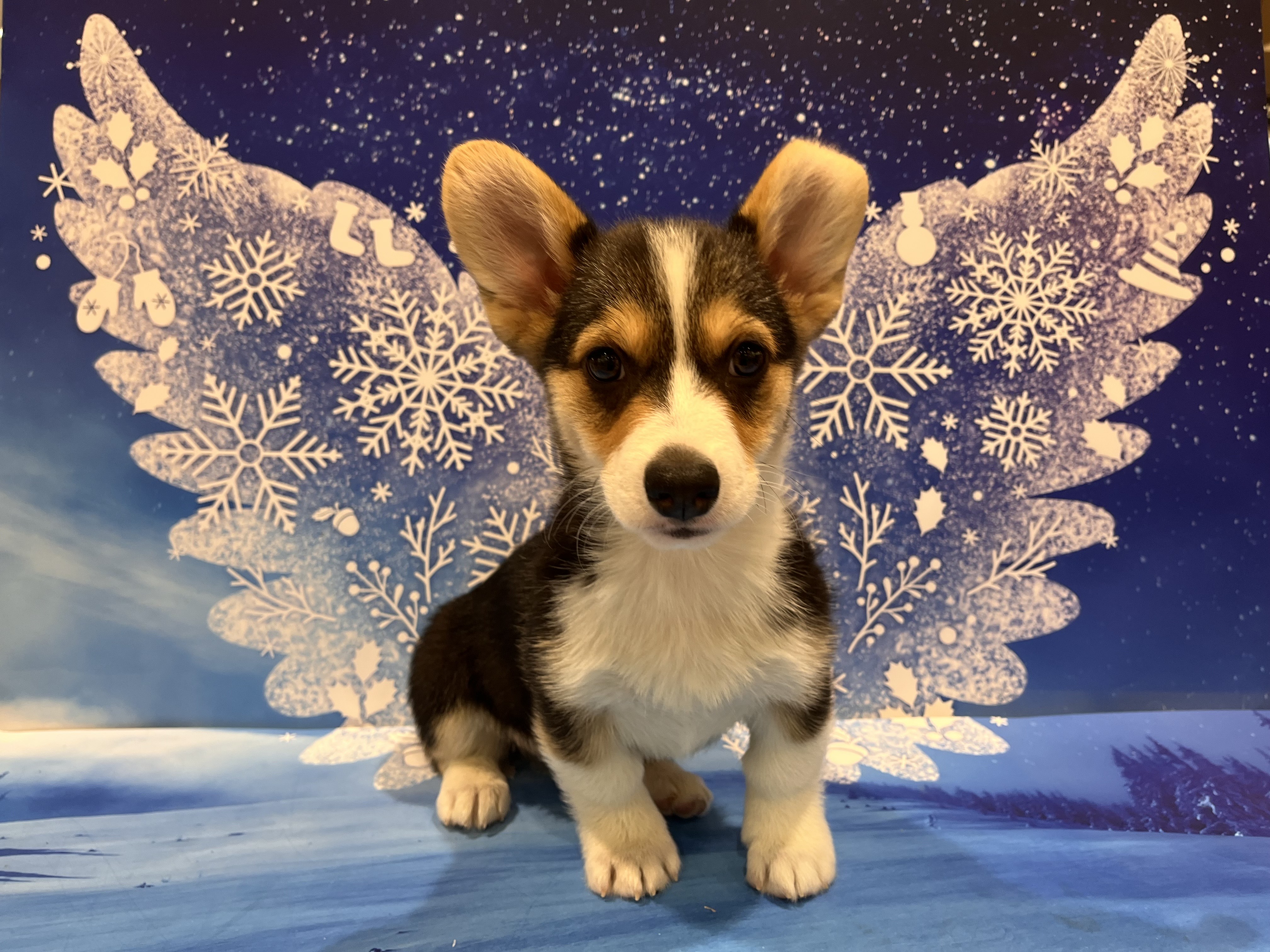 群馬県のウェルシュコーギーペンブローク (ペッツワン前橋小島田店/2025年11月15日生まれ/男の子/ブラック)の子犬