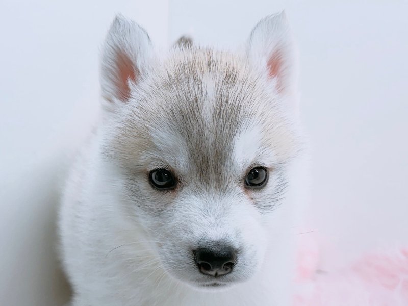 愛知県のシベリアンハスキー (ペッツワン小牧店/2025年12月25日生まれ/女の子/シルバー)の子犬