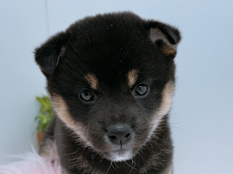 愛知県の豆柴 (ペッツワン小牧店/2025年12月26日生まれ/女の子/ブラック)の子犬