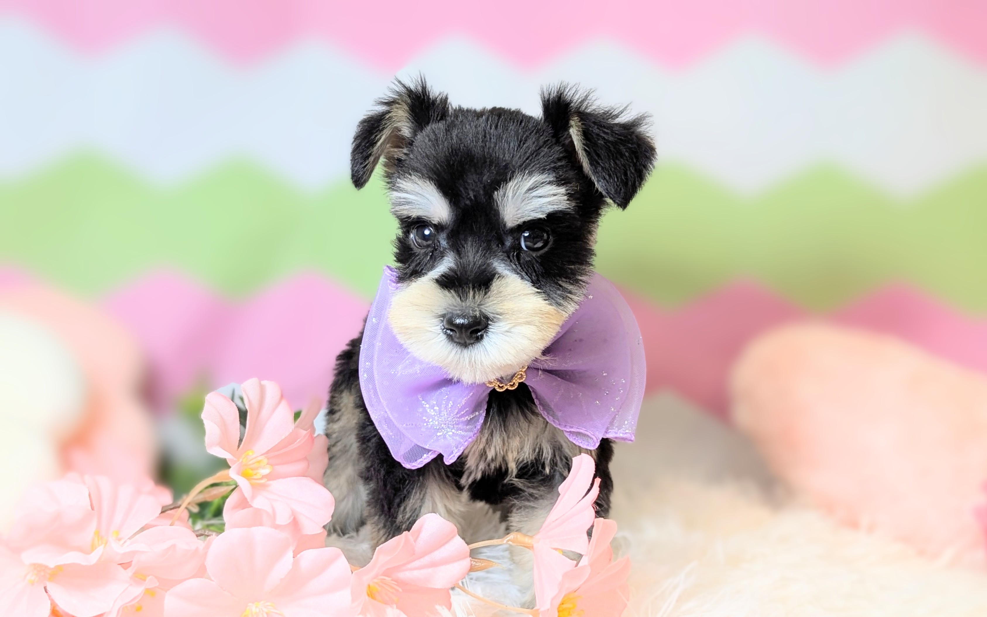 兵庫県のミニチュアシュナウザー (ペッツワン神戸西神南店/2025年12月25日生まれ/男の子/ブラックシルバー)の子犬の3枚目の画像