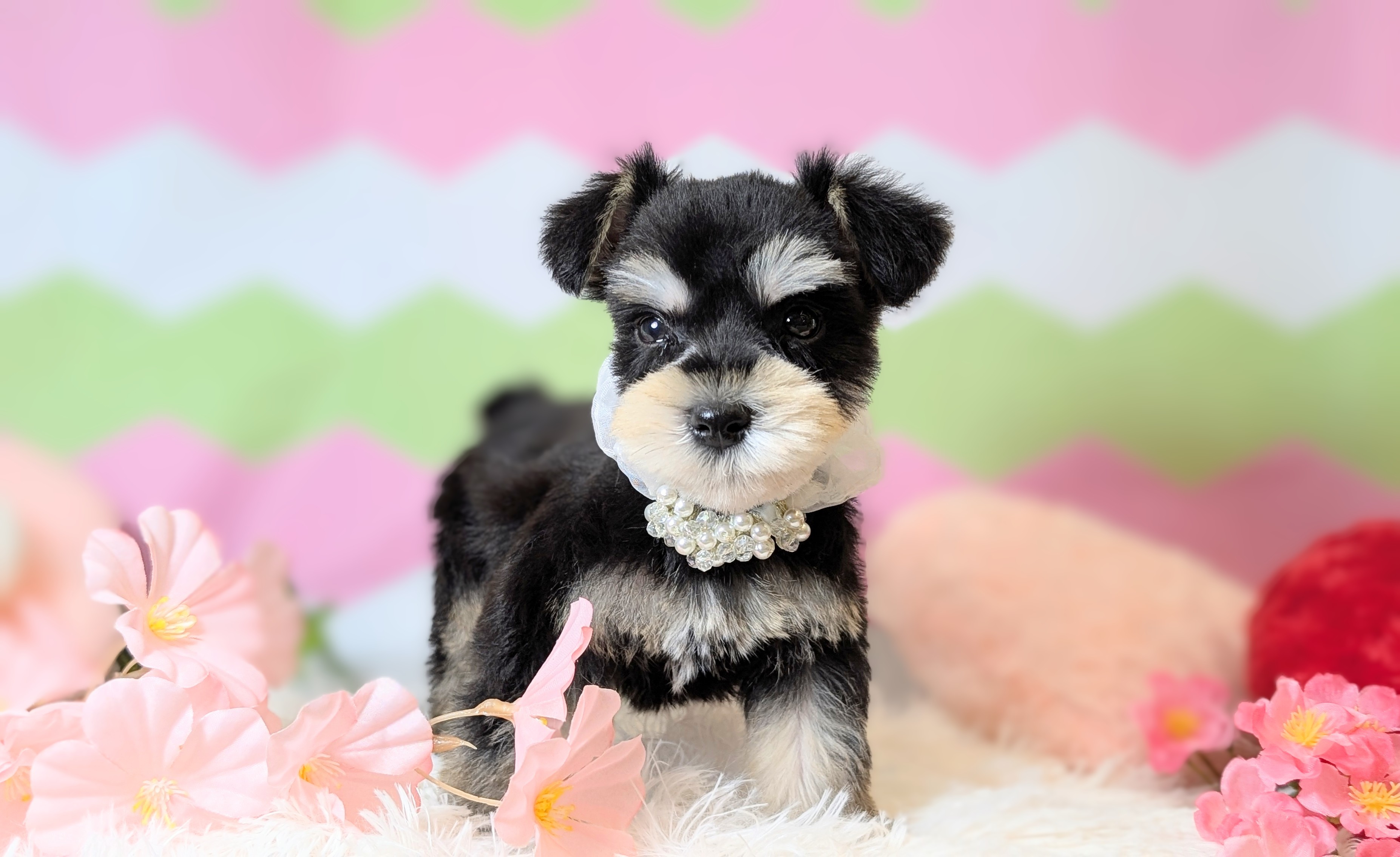 兵庫県のミニチュアシュナウザー (ペッツワン神戸西神南店/2025年12月25日生まれ/男の子/ブラックシルバー)の子犬の1枚目の画像