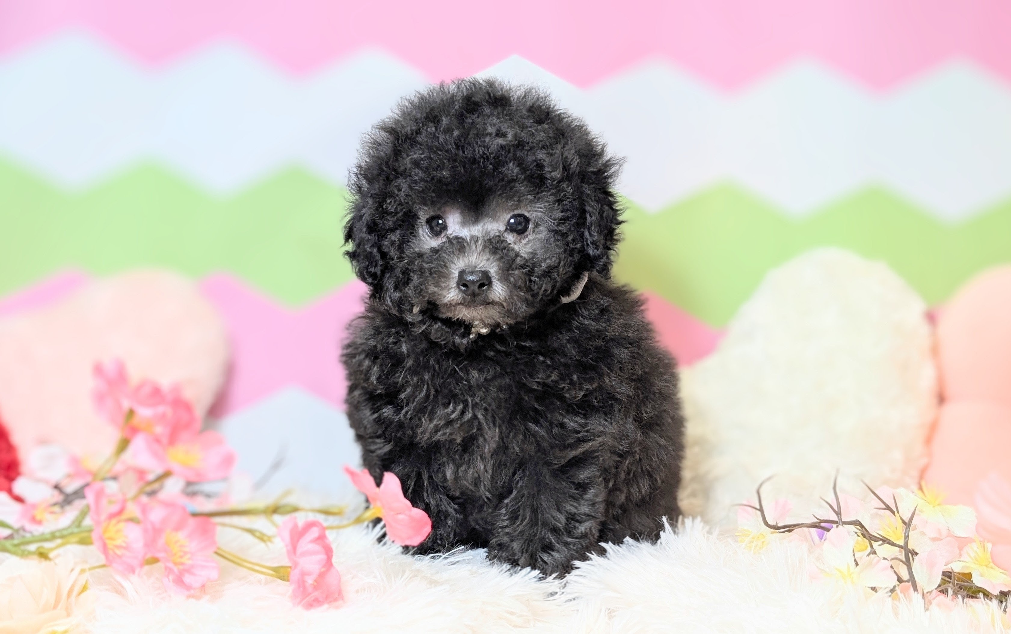 兵庫県のトイプードル(トイ) (ペッツワン神戸西神南店/2025年12月24日生まれ/男の子/シルバー)の子犬の2枚目の画像