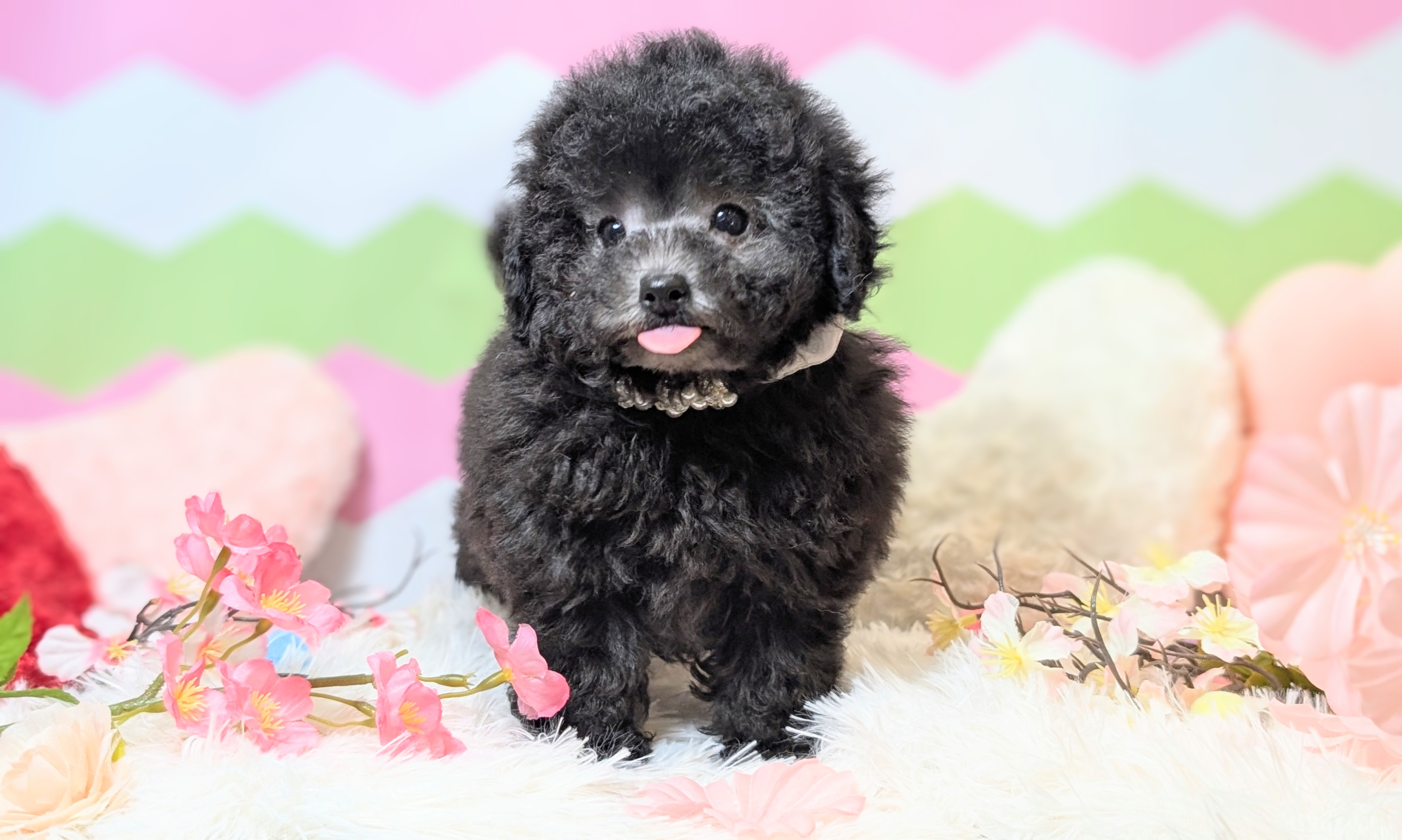 兵庫県のトイプードル(トイ) (ペッツワン神戸西神南店/2025年12月24日生まれ/男の子/シルバー)の子犬の3枚目の画像