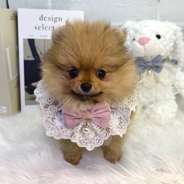大阪府のポメラニアン (ペッツワン高槻店/2025年12月25日生まれ/女の子/オレンジ)の子犬の1枚目の画像