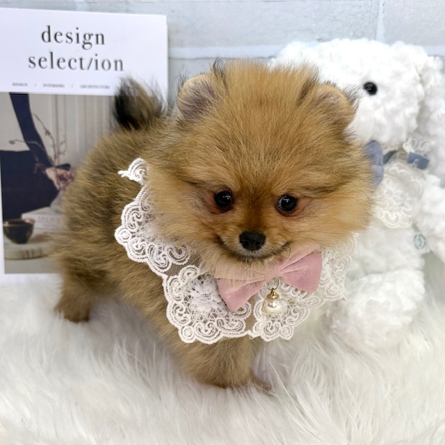大阪府のポメラニアン (ペッツワン高槻店/2025年12月25日生まれ/女の子/オレンジ)の子犬の2枚目の画像