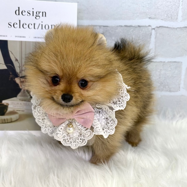 大阪府のポメラニアン (ペッツワン高槻店/2025年12月25日生まれ/女の子/オレンジ)の子犬の3枚目の画像