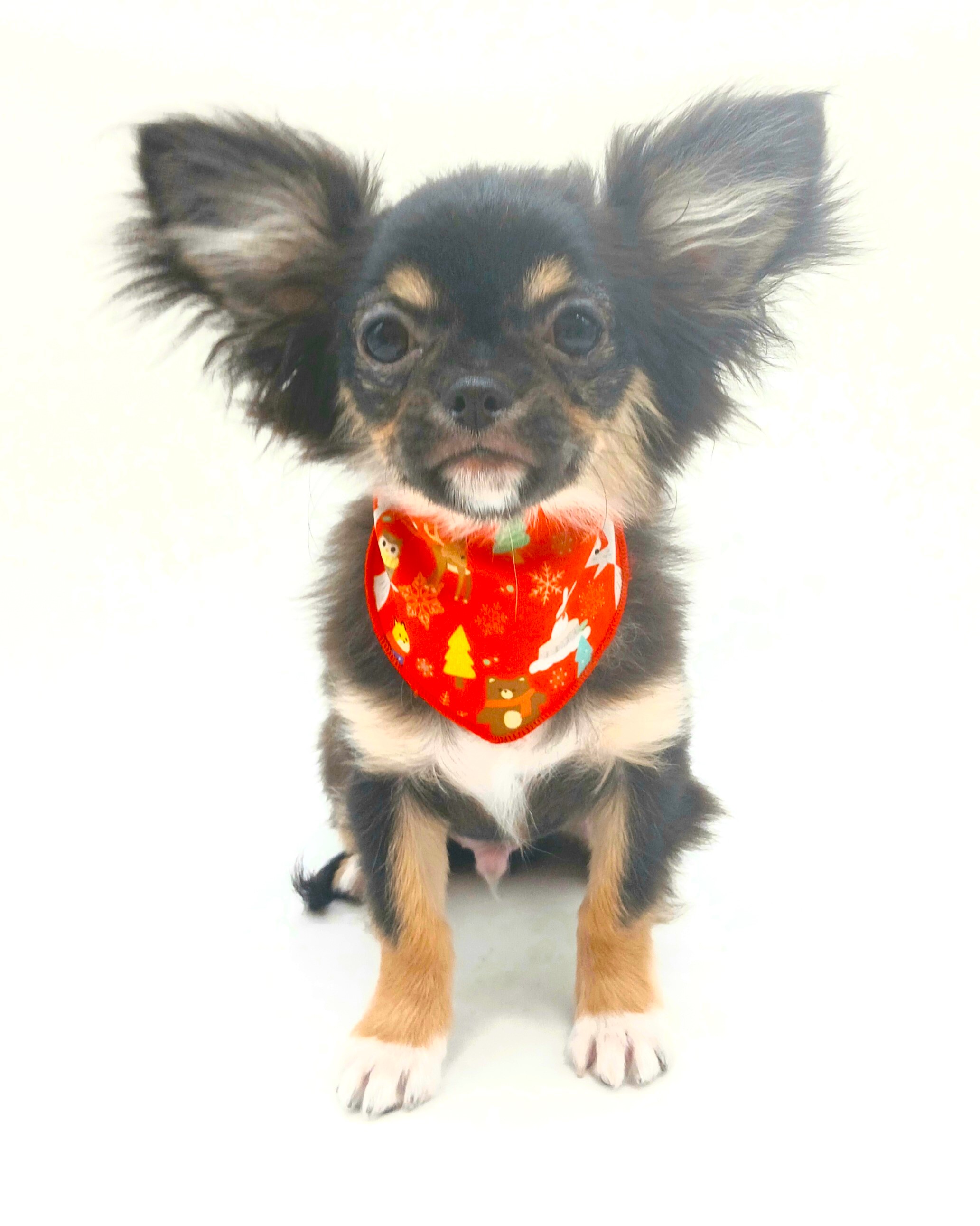 埼玉県のチワワ(ロング) (ペッツワン行田店/2025年10月5日生まれ/男の子/ブラックタンホワイト)の子犬の1枚目の画像