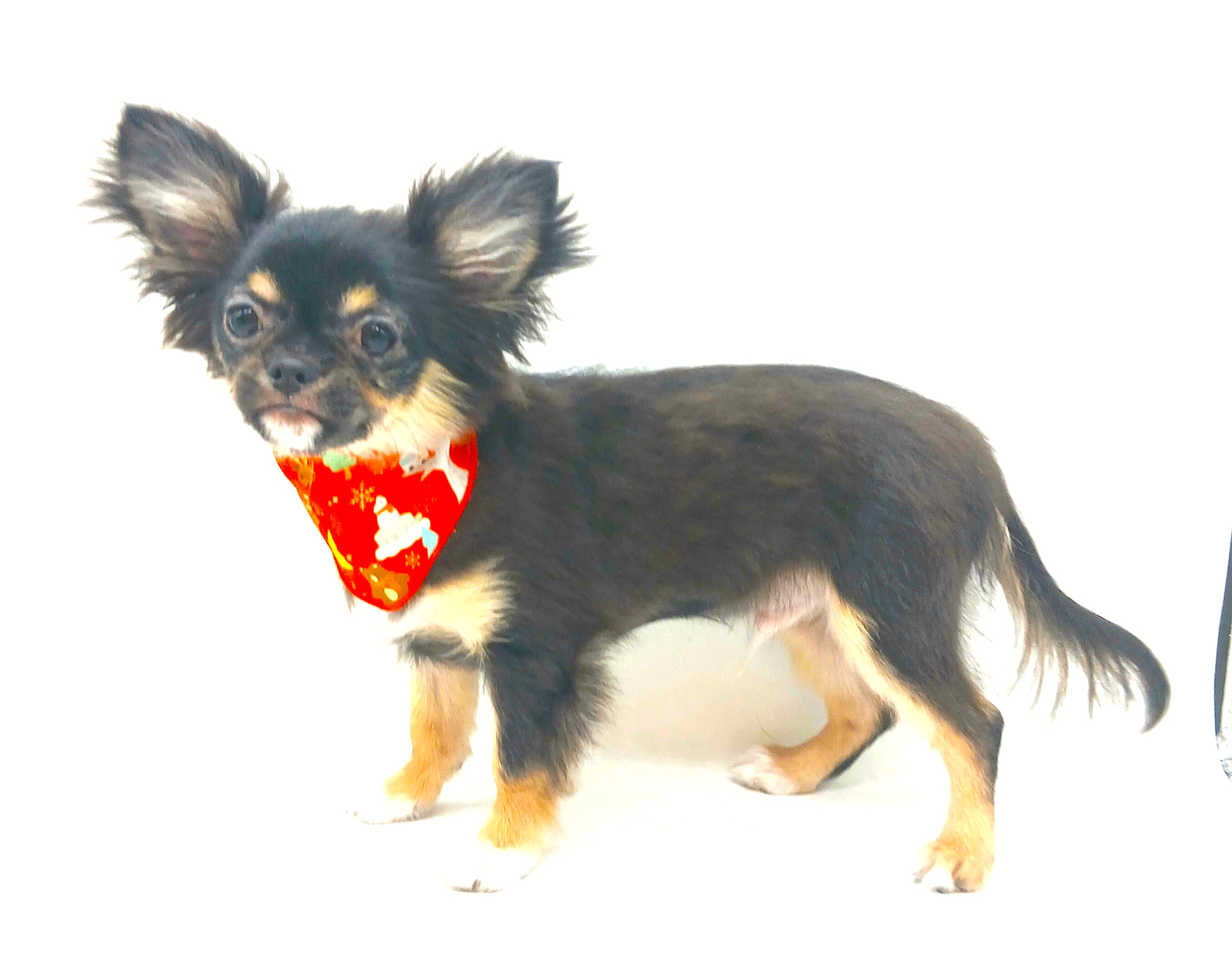 埼玉県のチワワ(ロング) (ペッツワン行田店/2025年10月5日生まれ/男の子/ブラックタンホワイト)の子犬の3枚目の画像