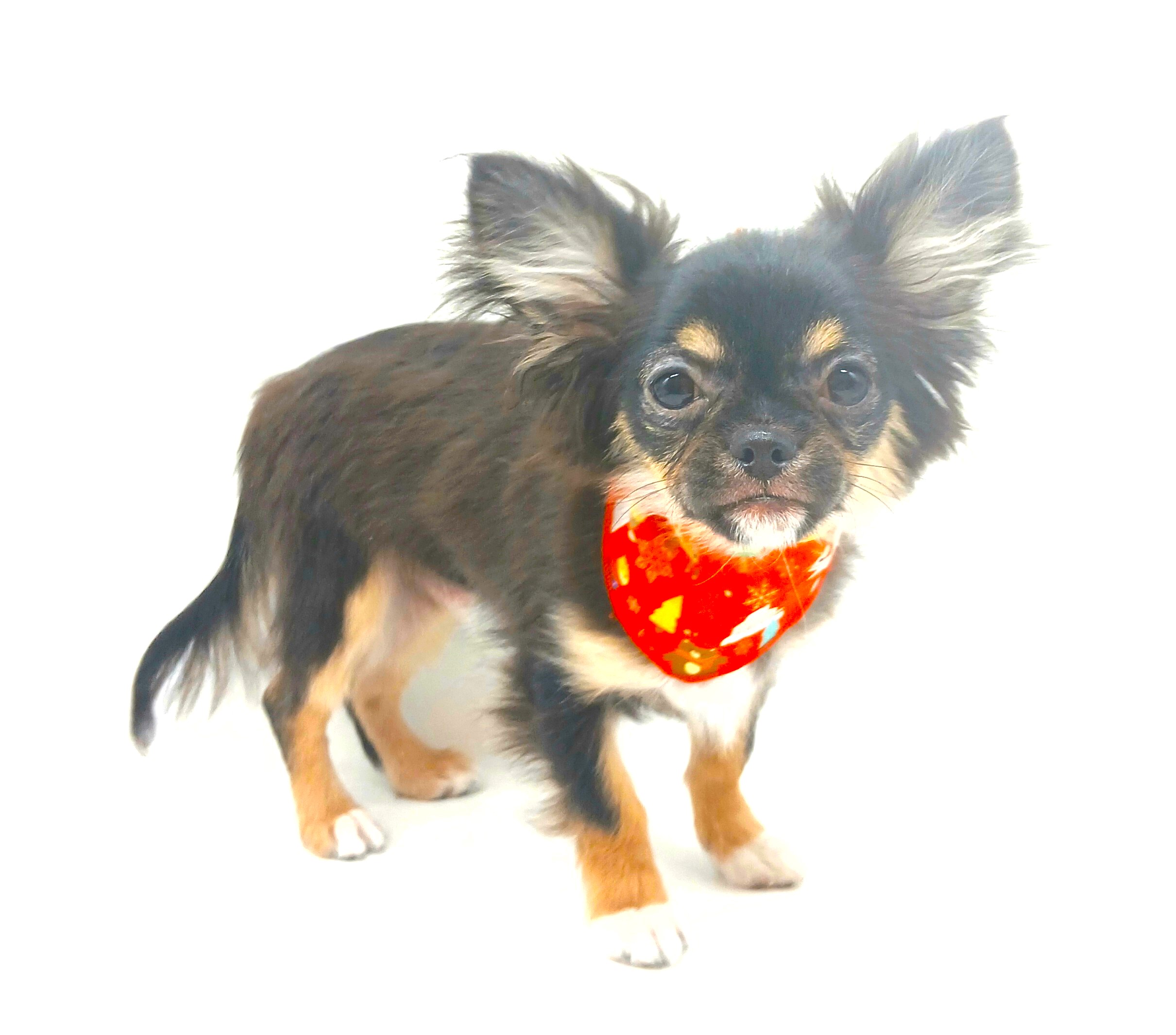 埼玉県のチワワ(ロング) (ペッツワン行田店/2025年10月5日生まれ/男の子/ブラックタンホワイト)の子犬の2枚目の画像